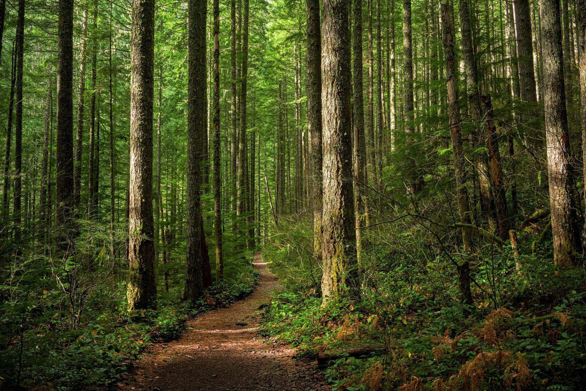 Chemin dans la forêt