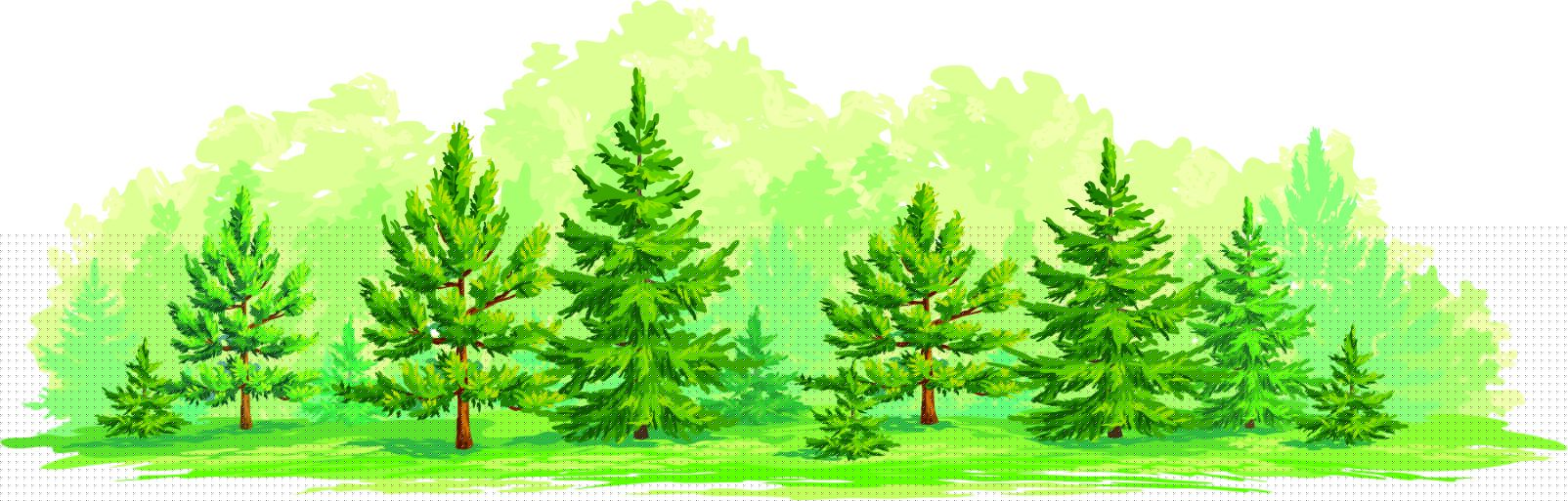Jeune forêt main product photo