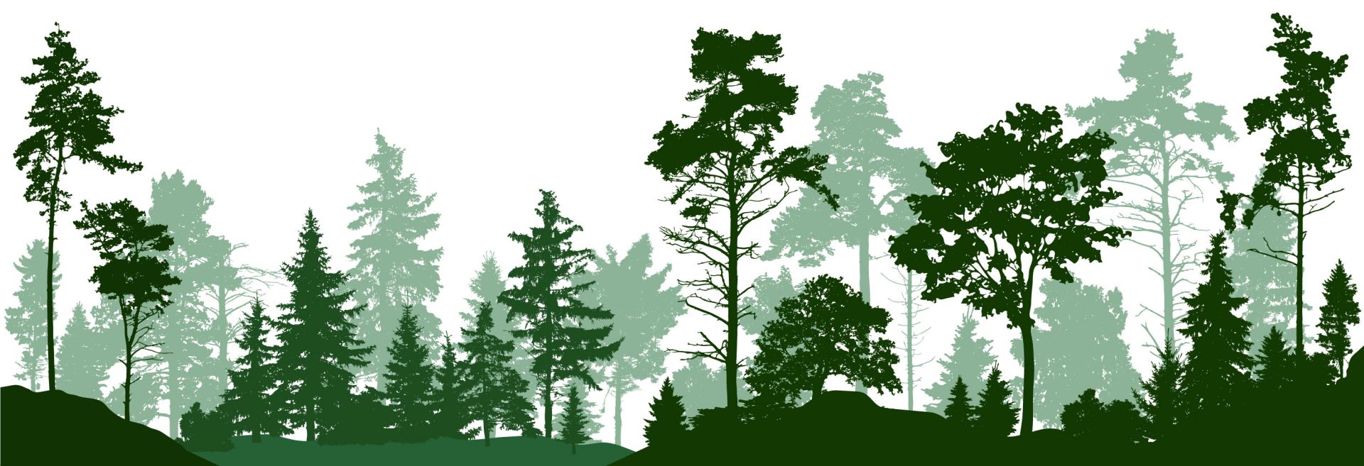 Forêt verte de conifères main product photo