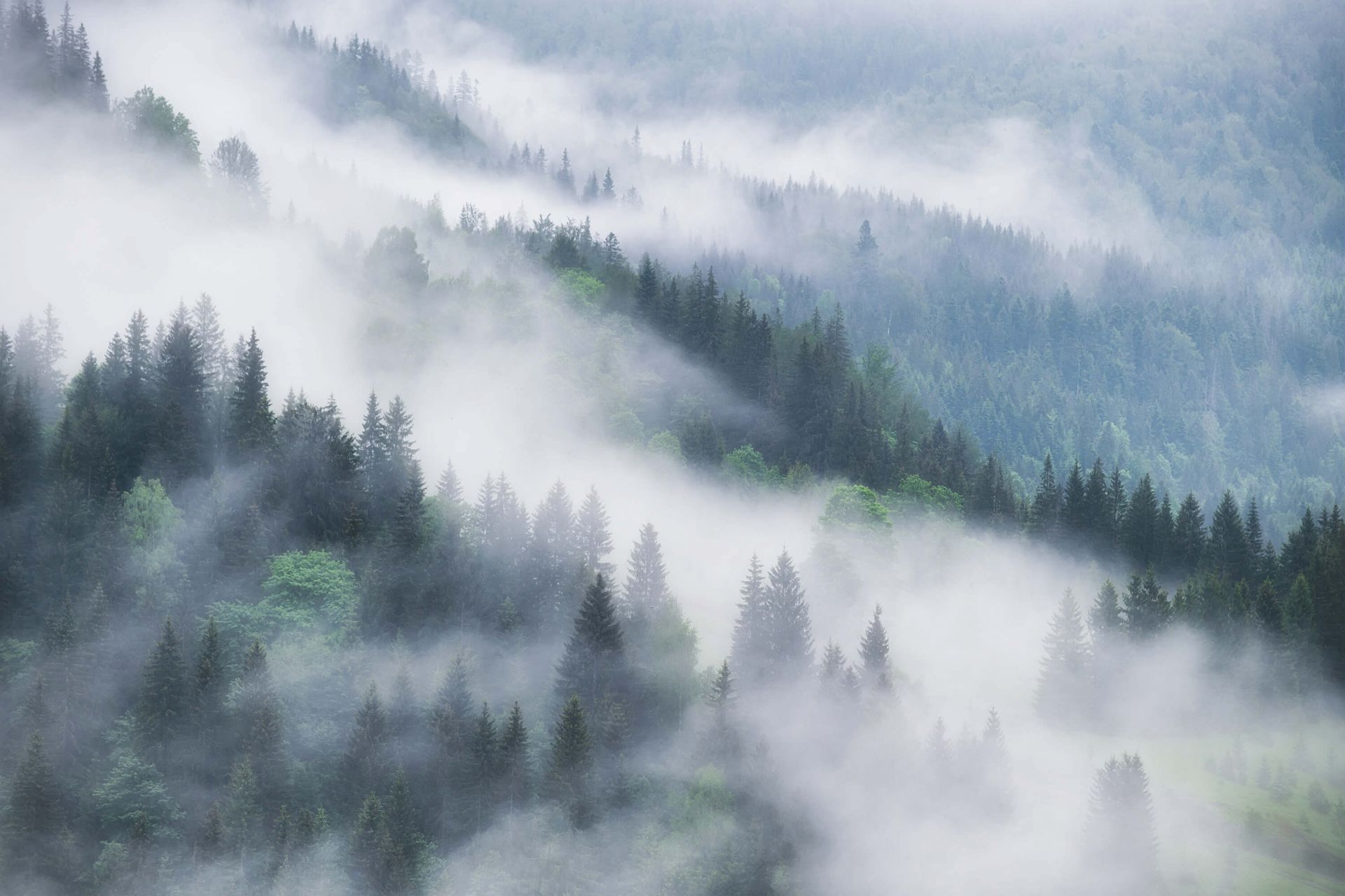 Forêt brumeuse dans les montagnes main product photo