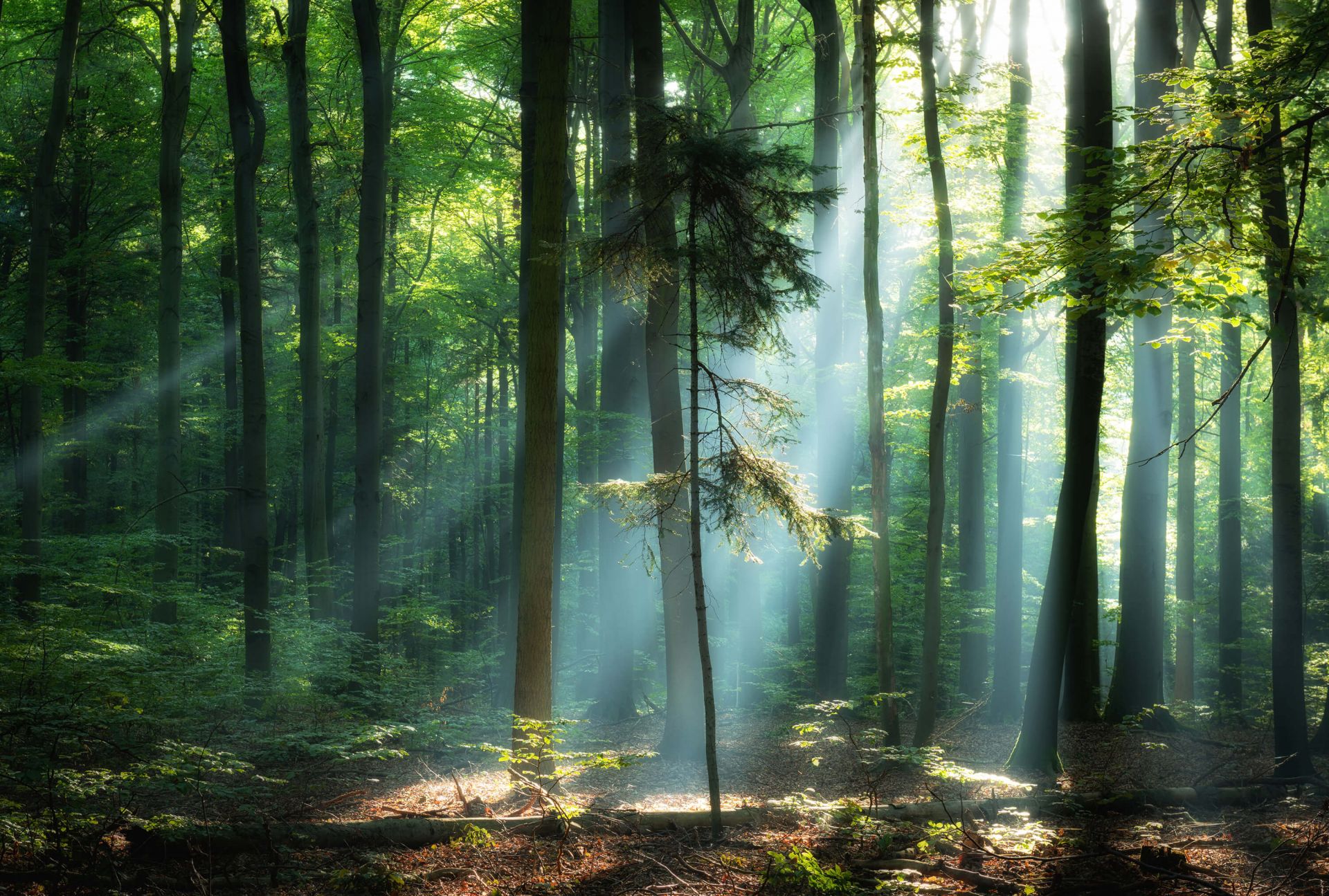 Lever de soleil dans la forêt main product photo