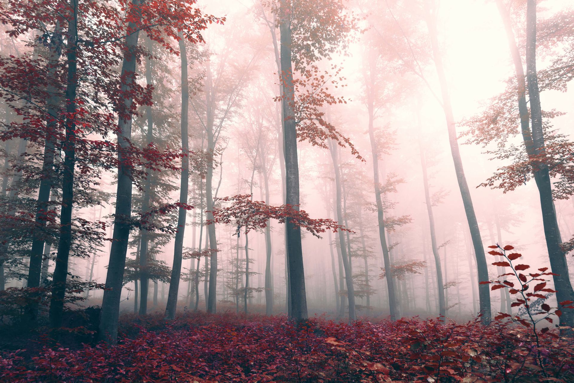Paysage de forêt rouge