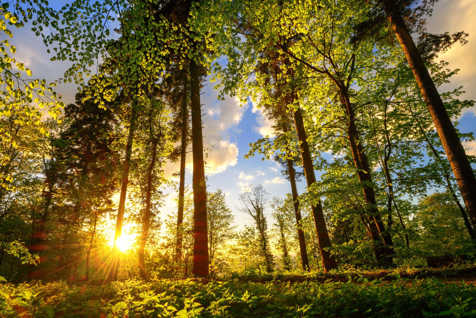 Coucher de soleil à travers les arbres main product photo