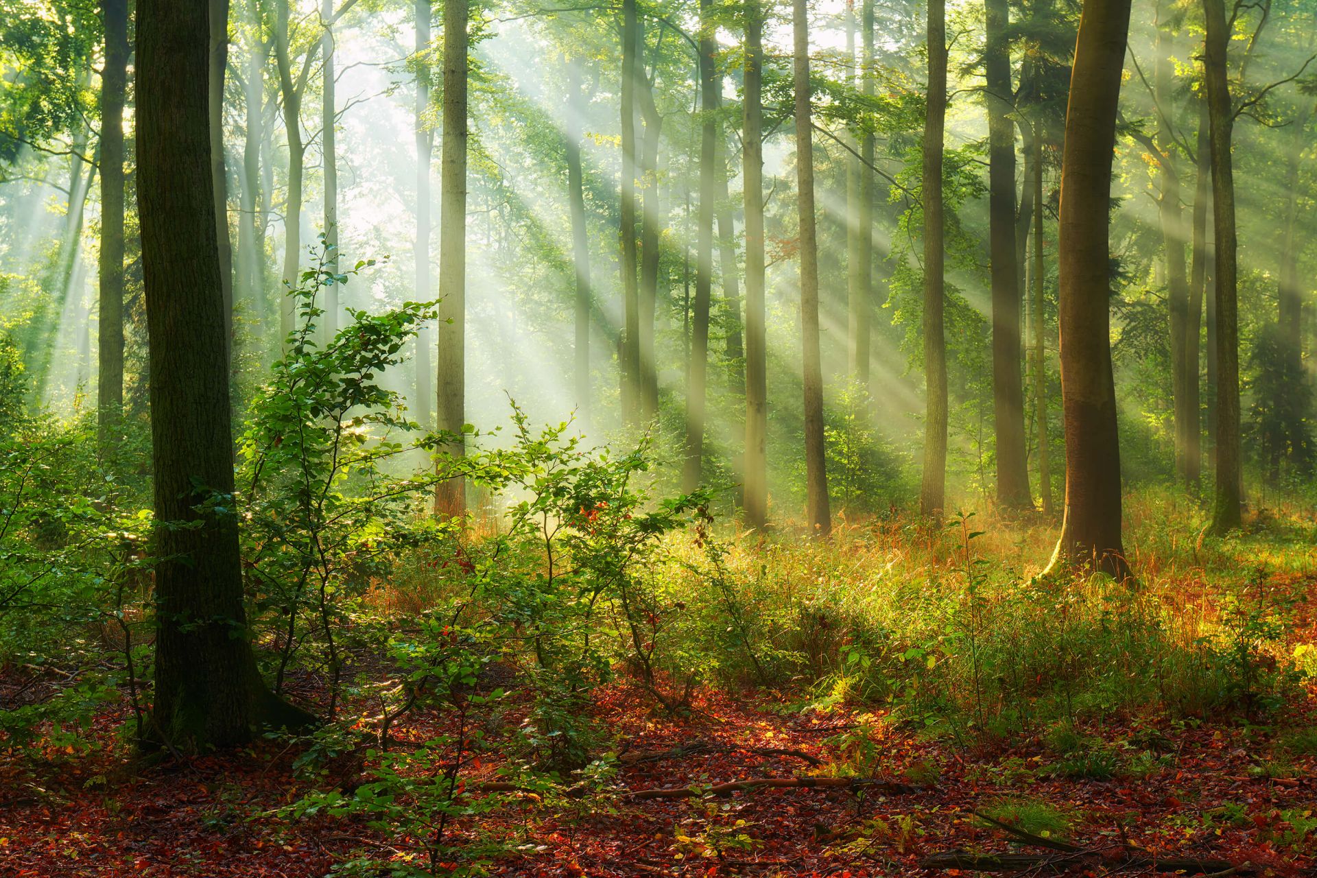 Belle matinée en forêt