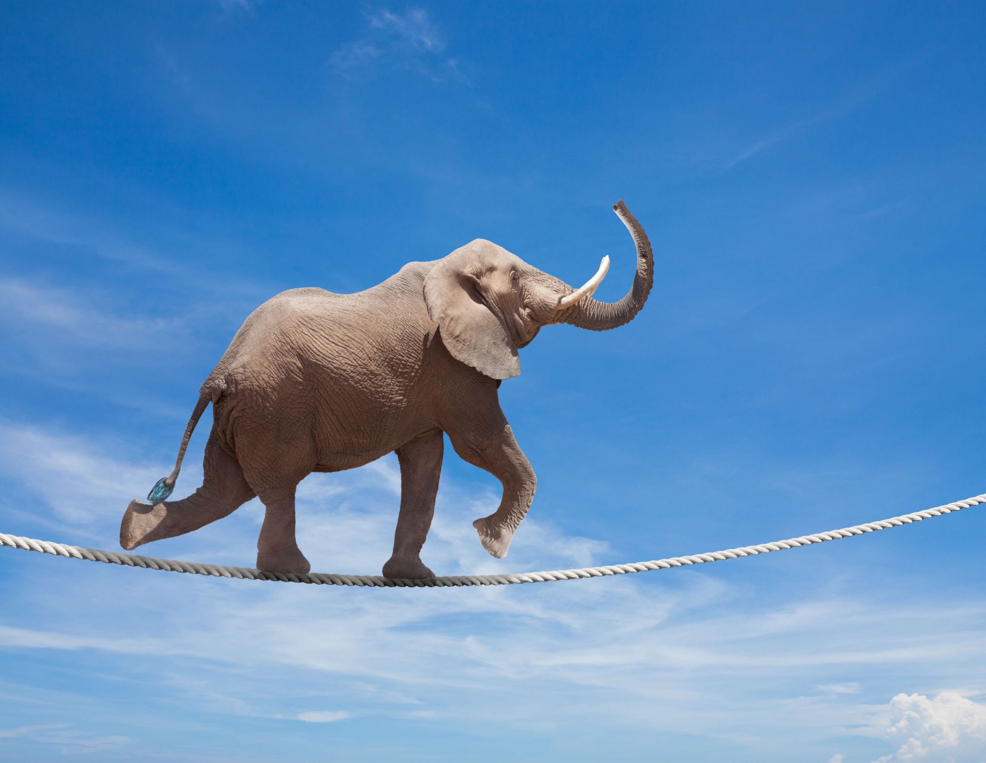 Éléphant en équilibre main product photo