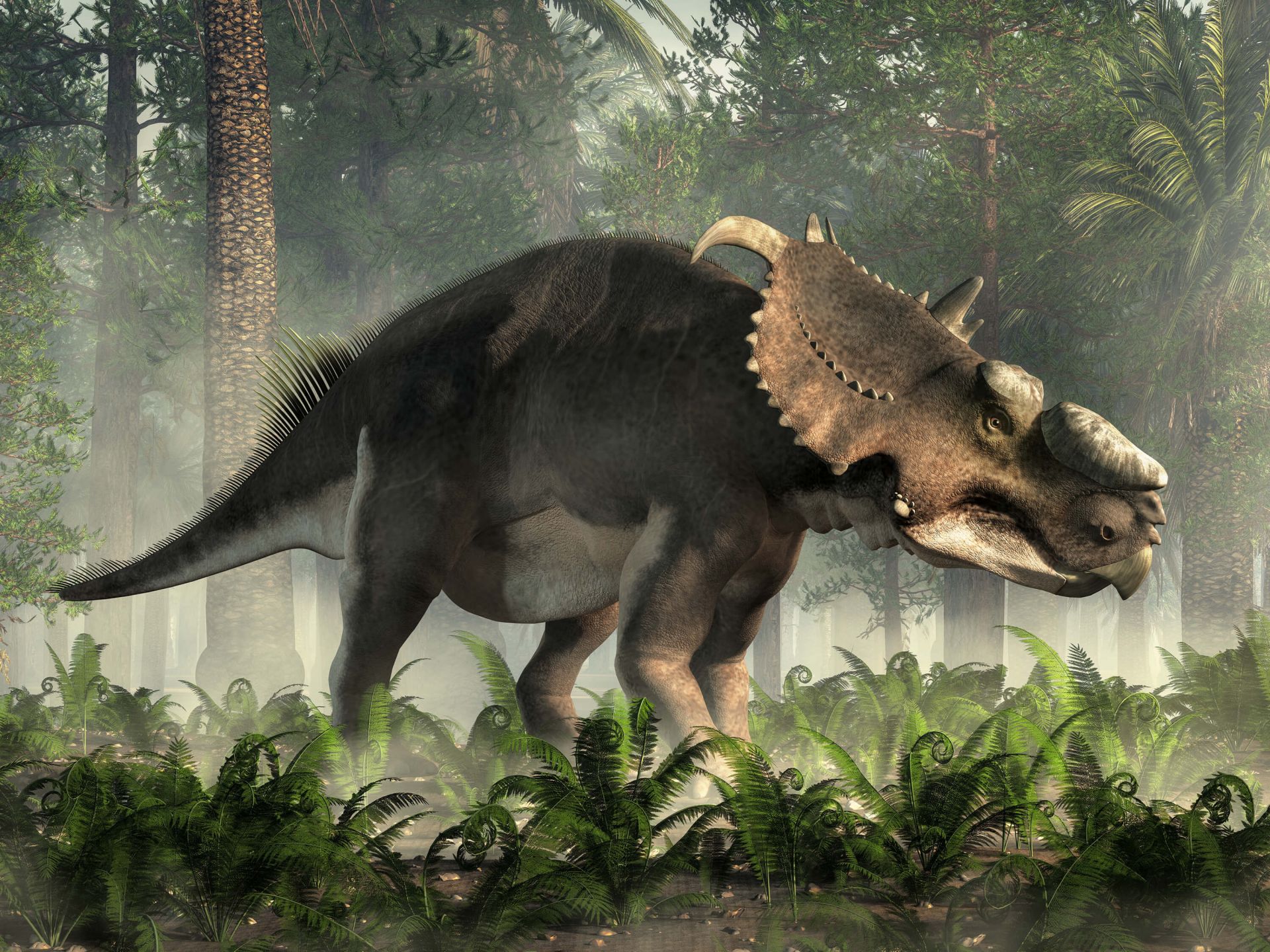 Triceratops main product photo