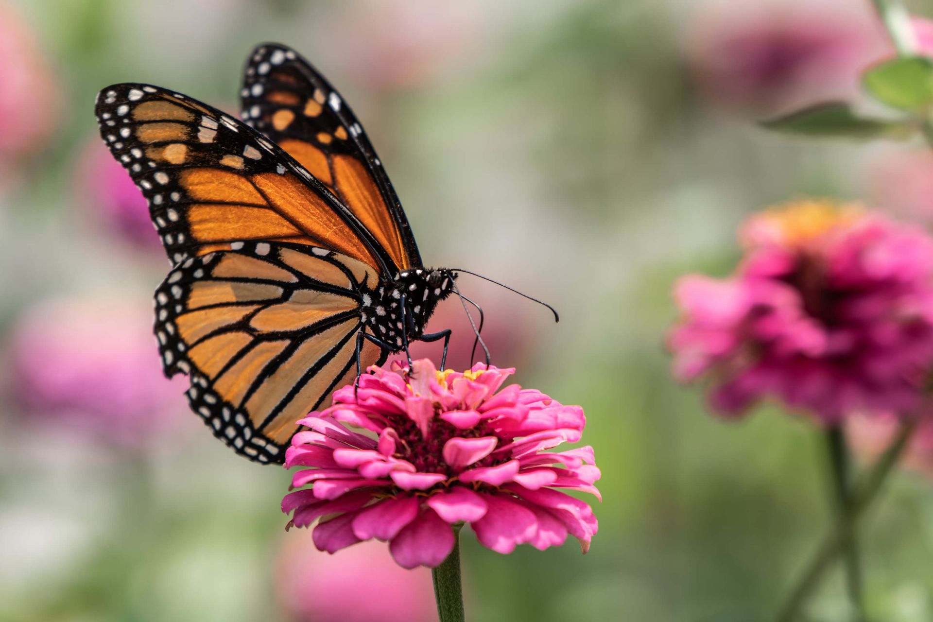 Papillon monarque main product photo