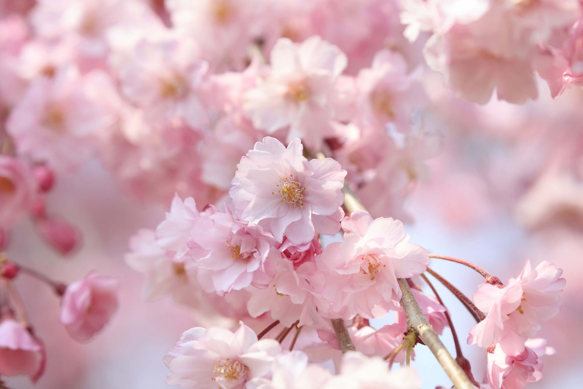Gros plan sur des fleurs roses