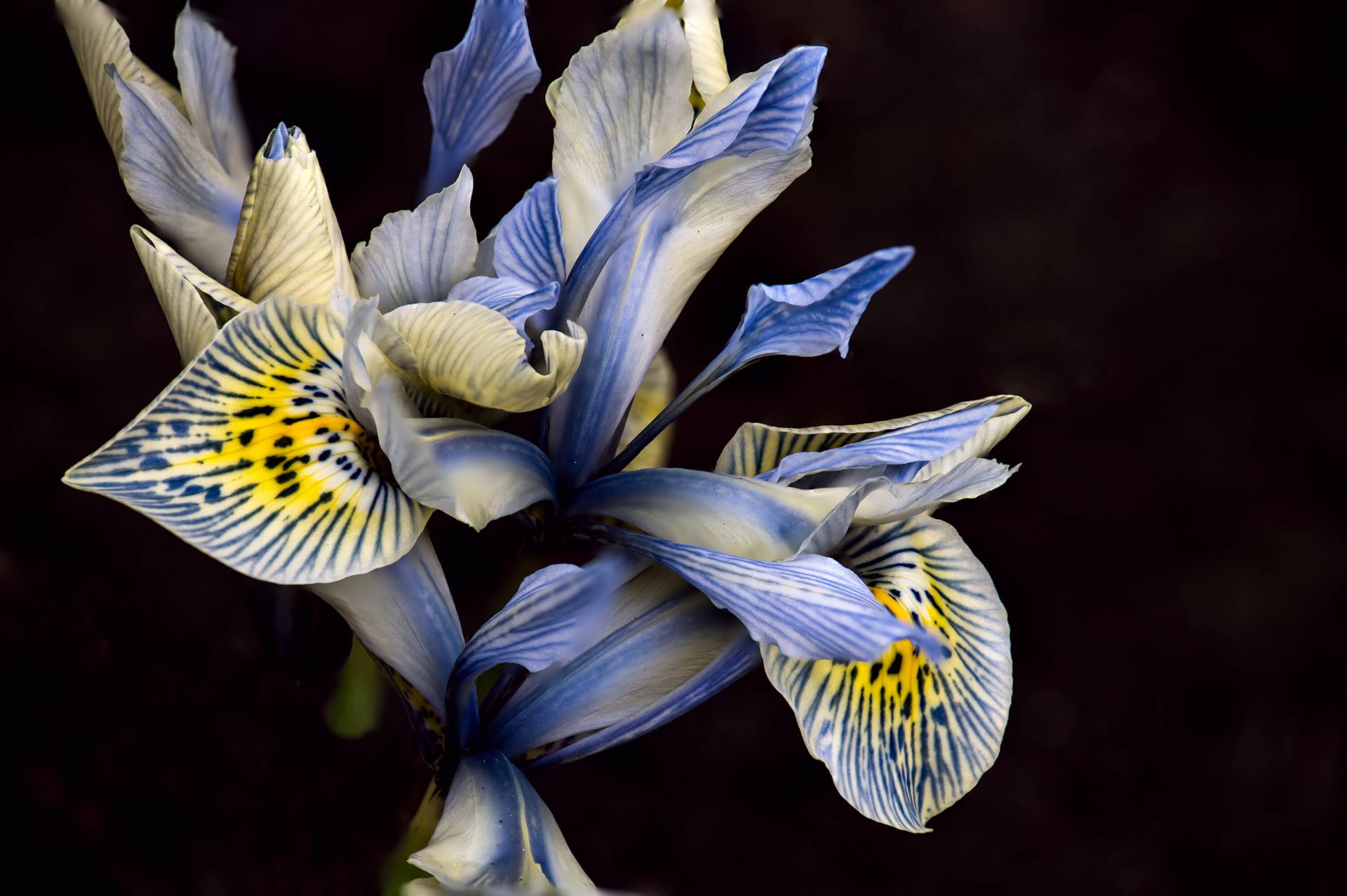 Iris bleus main product photo