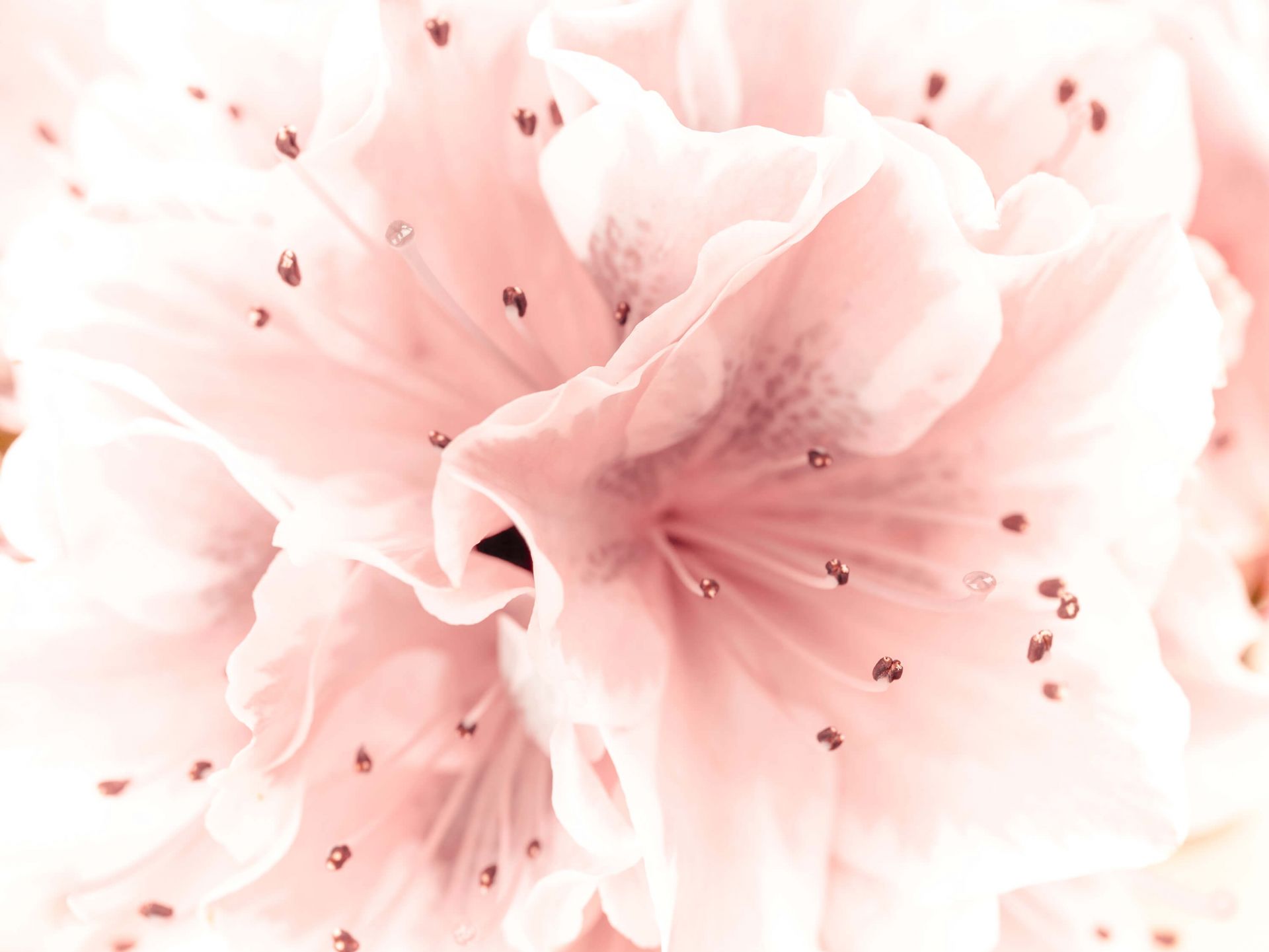 Fleur d'azalée