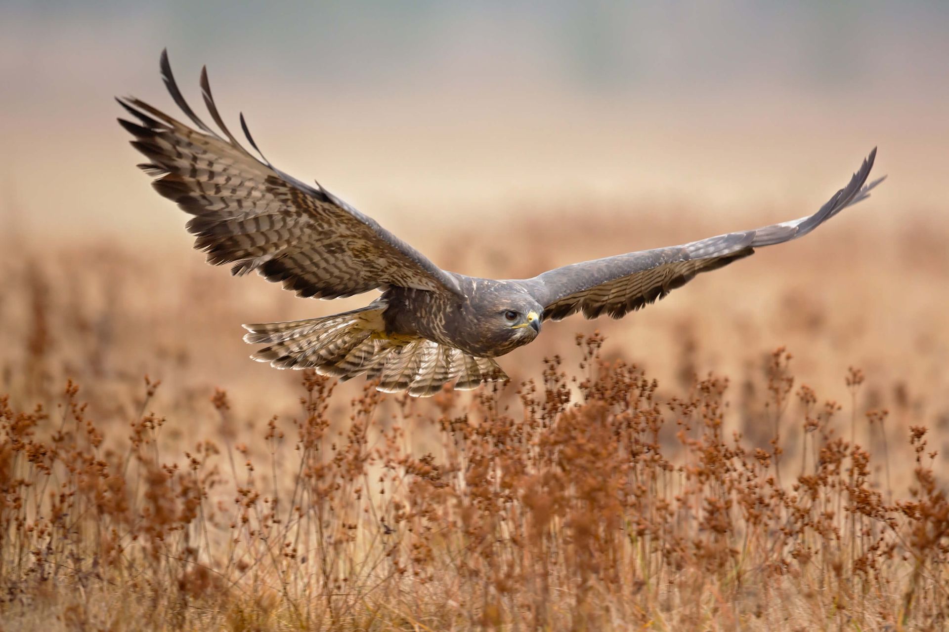 Common Buzzard Common Buzzard