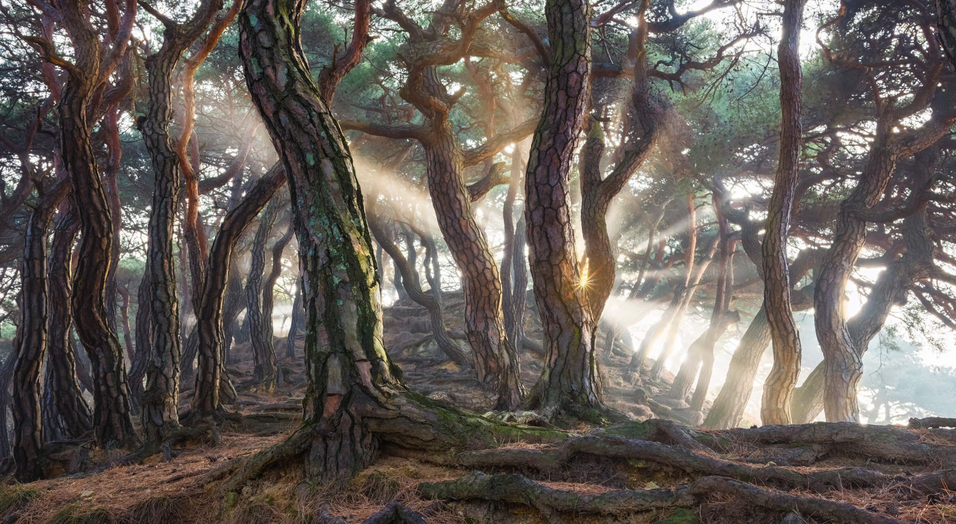 Sacred Pine Trees Sacred Pine Trees