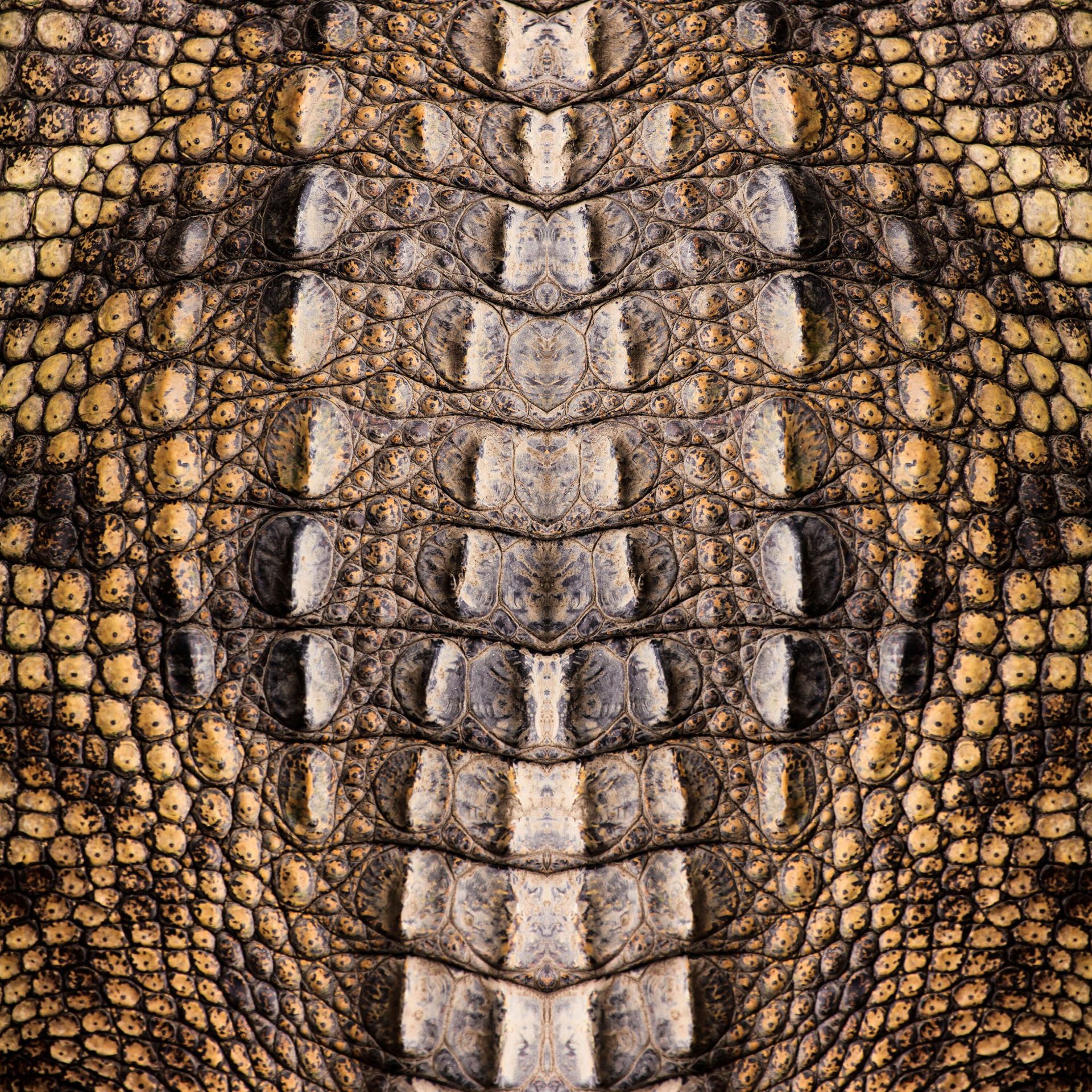 Texture crocodile Texture crocodile