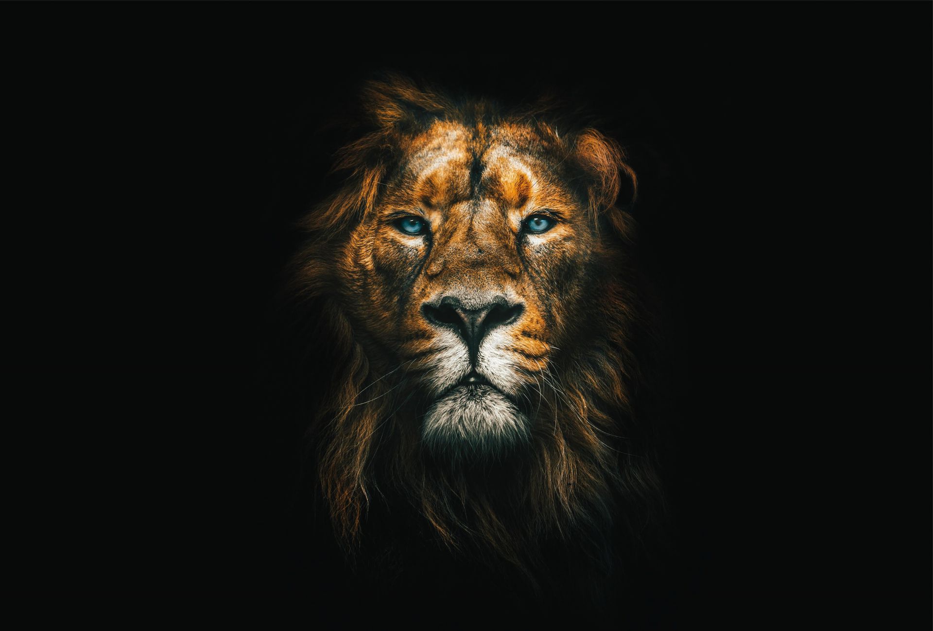 Lion Lion