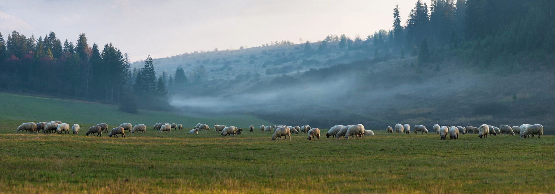 Troupeau de moutons avec paysage brumeux