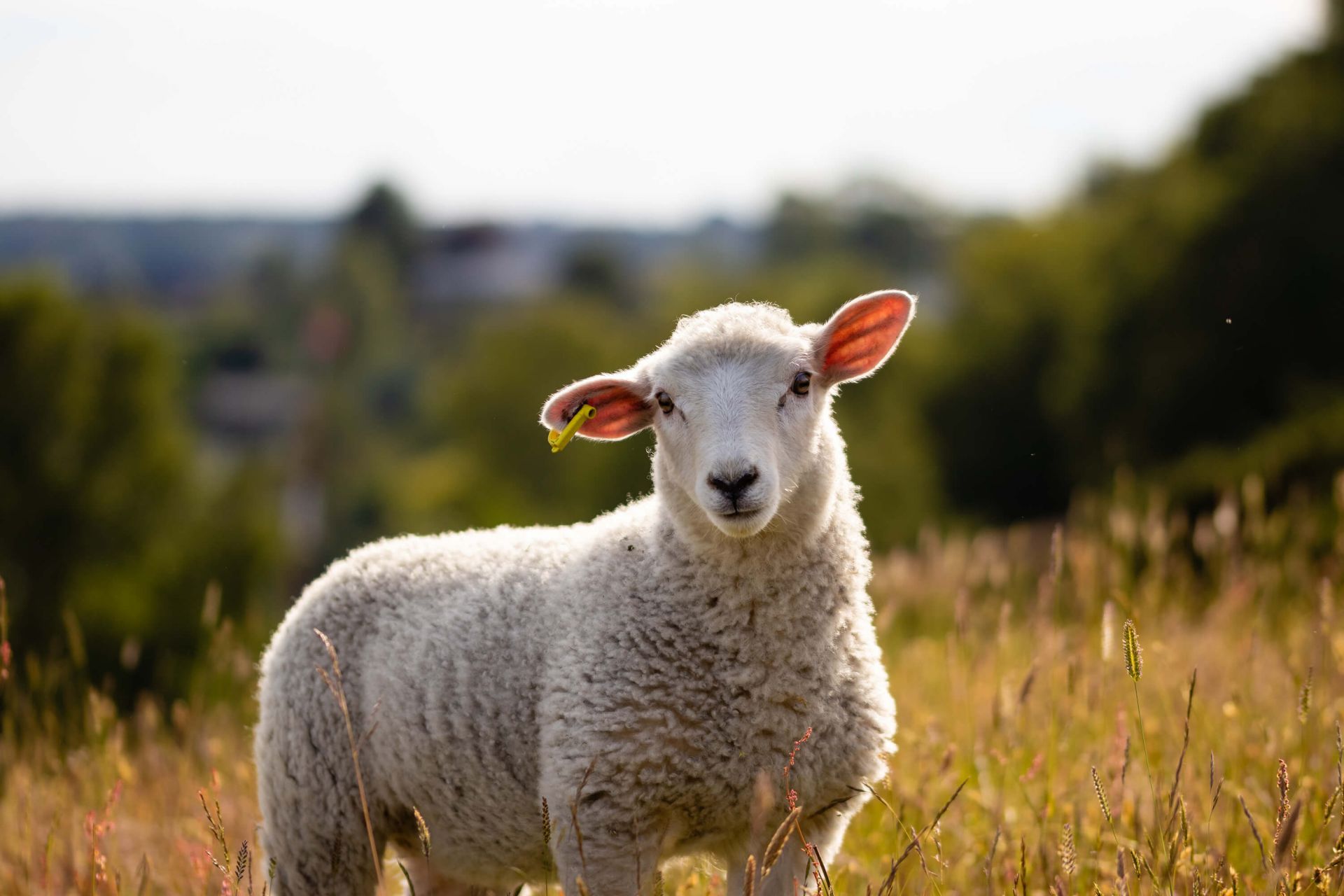 Jeunes moutons