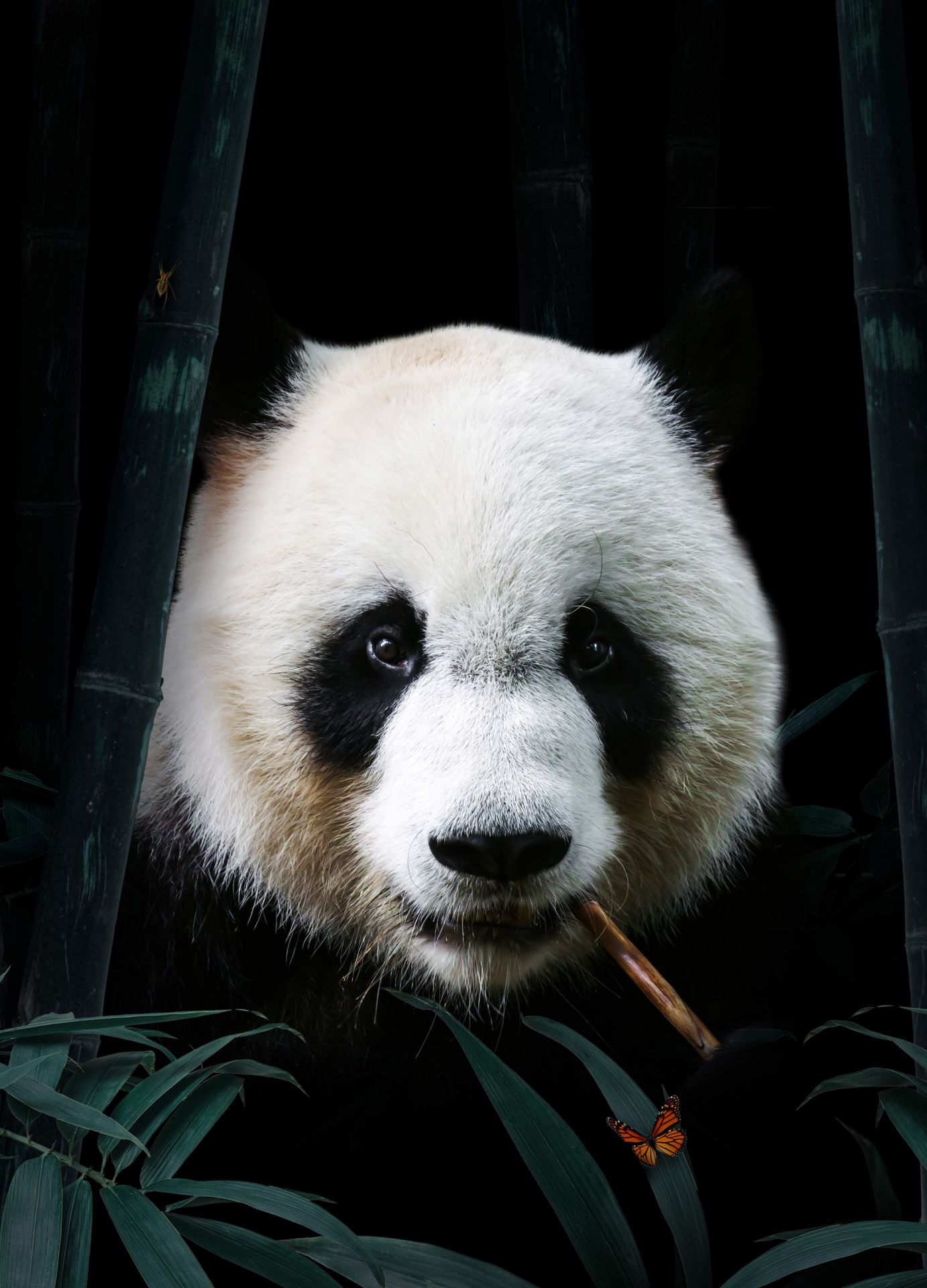Panda Portrait