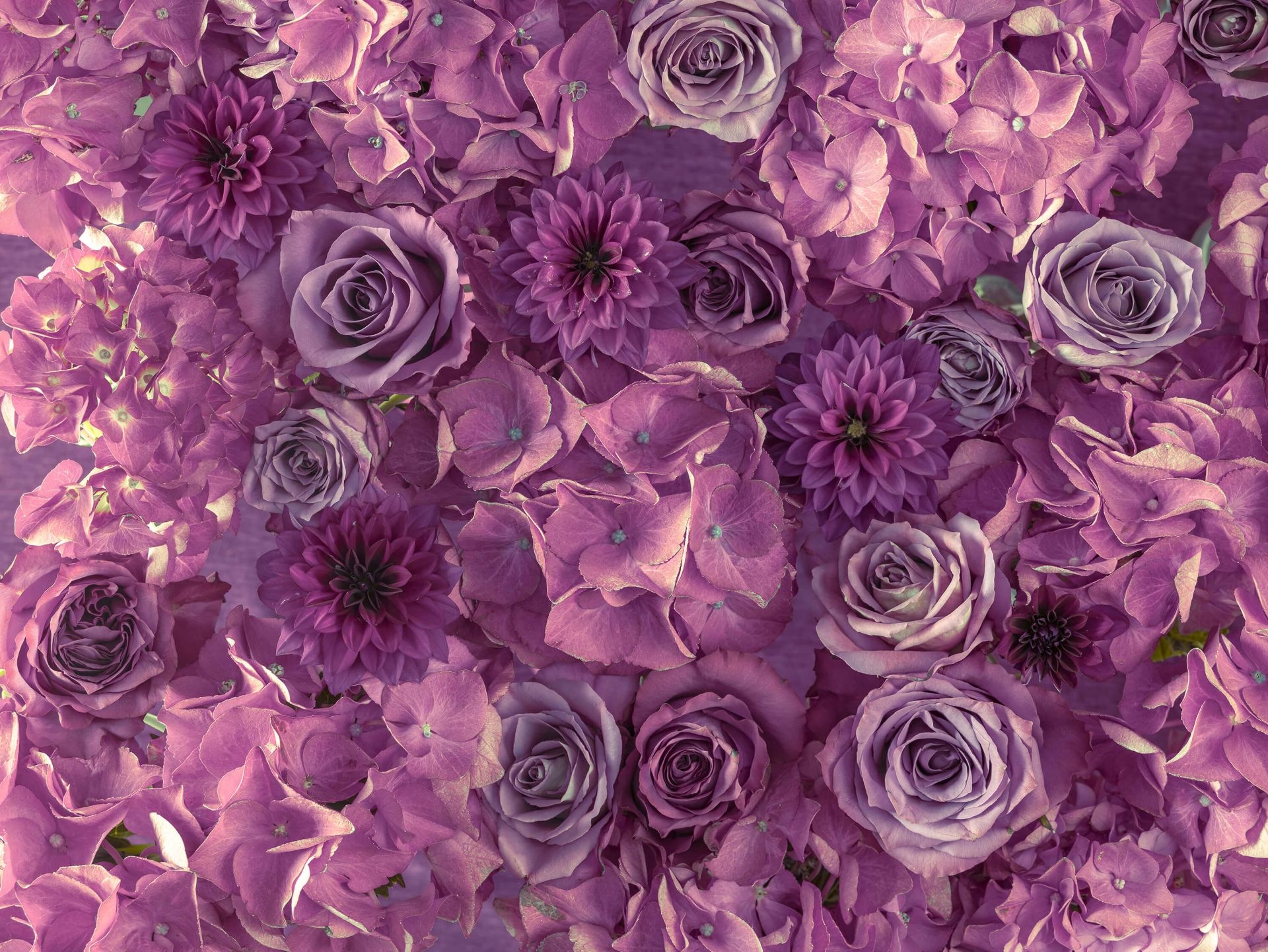 Hortensias mauves, roses et dahlias Hortensias mauves, roses et dahlias