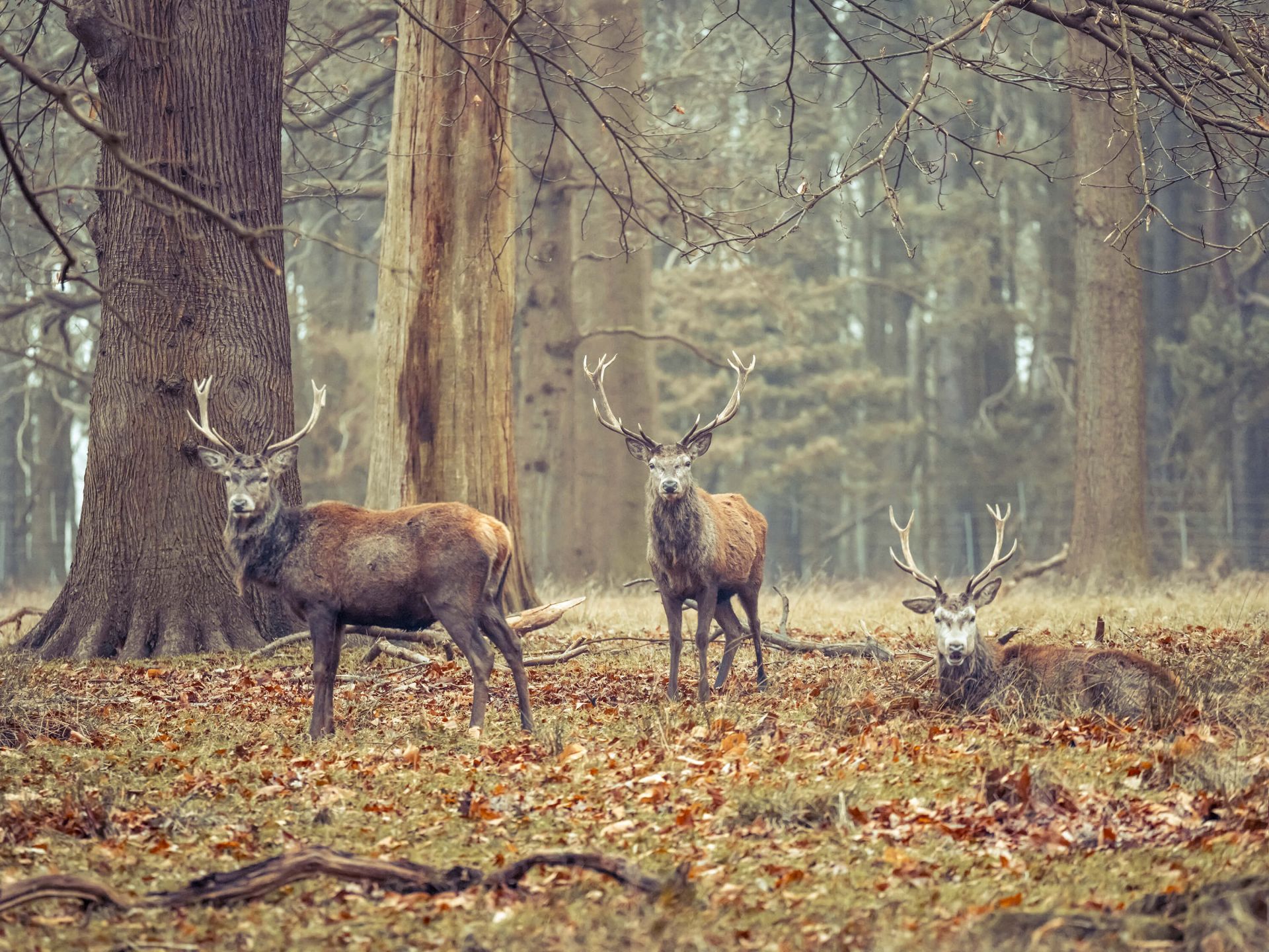 Cerfs sauvages