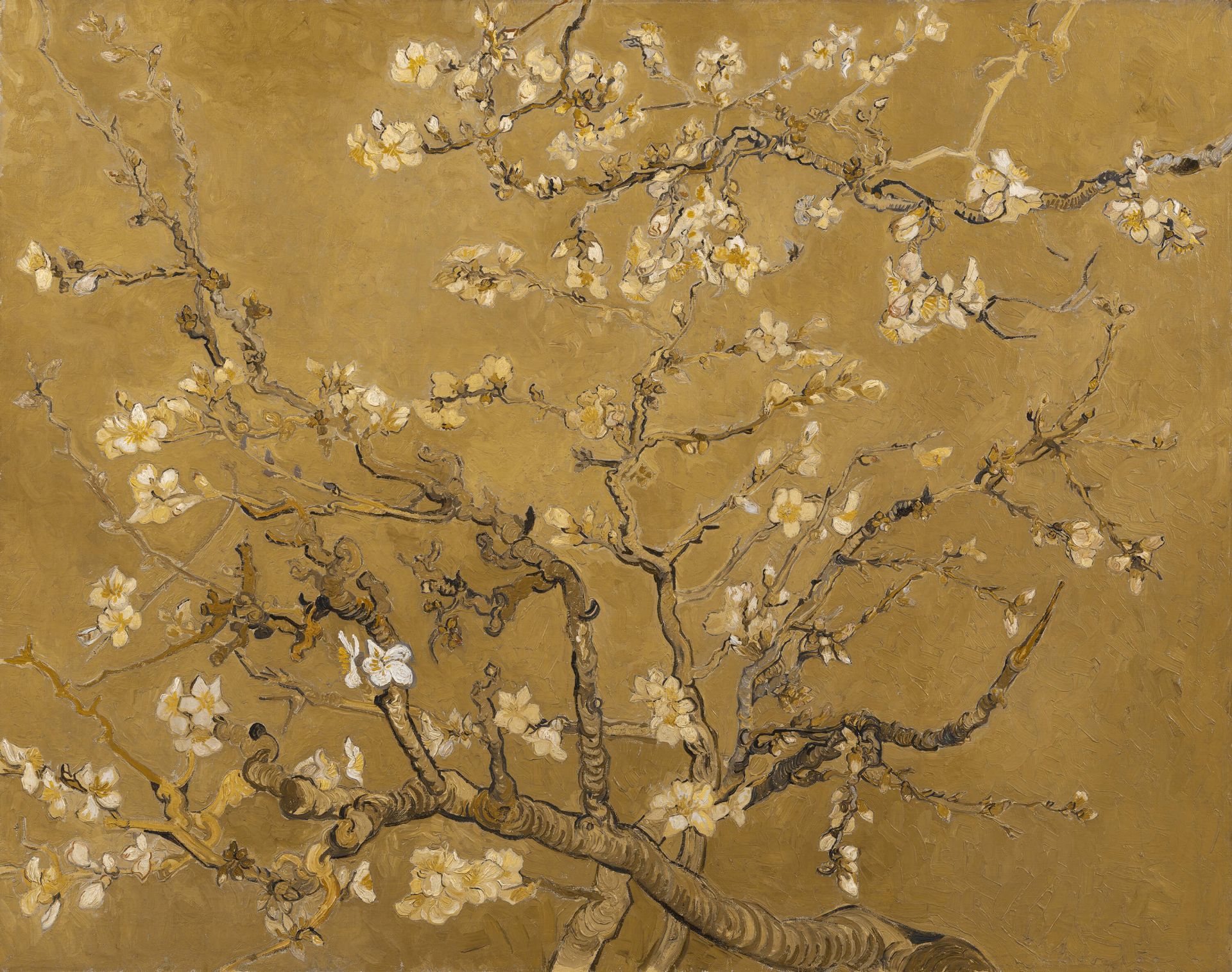 Fleur d'amandier jaune