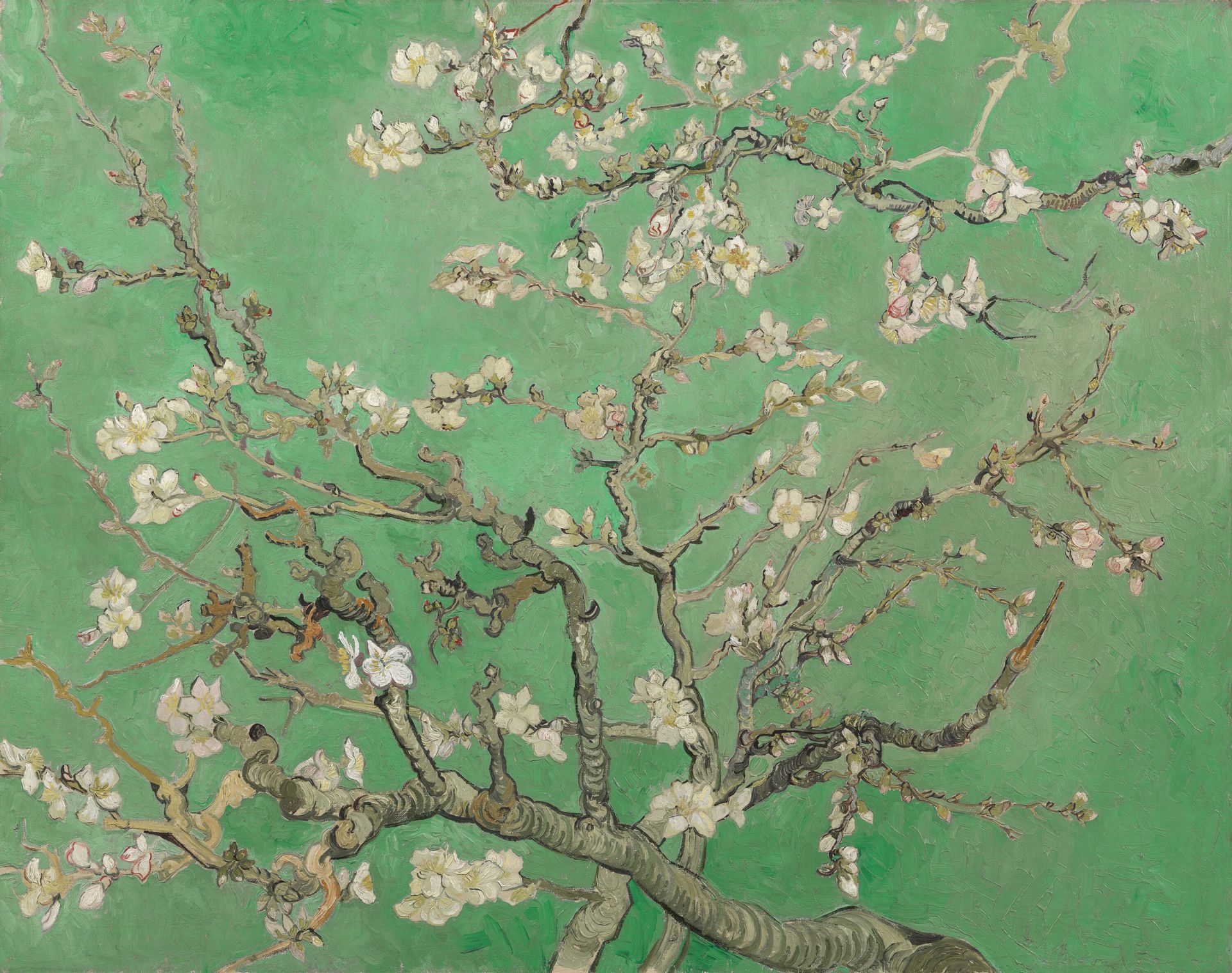 Fleur d'amandier de printemps