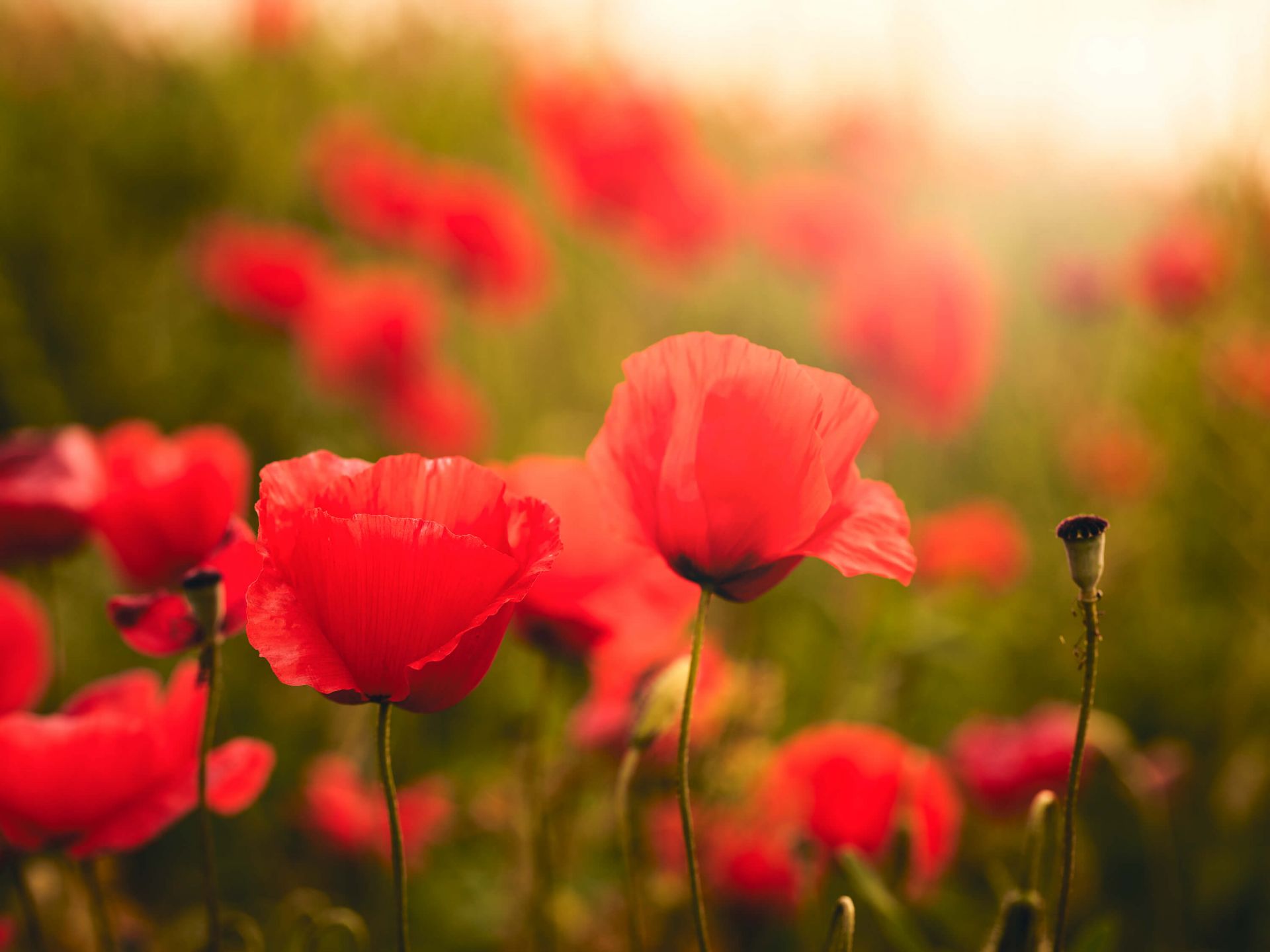 Coquelicots au lever du soleil