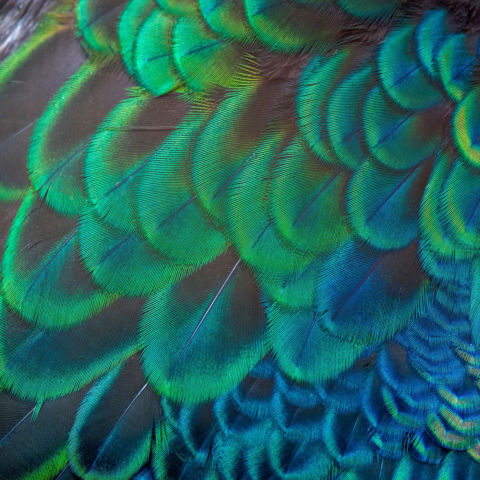 Gros plan sur des plumes de paon Gros plan sur des plumes de paon