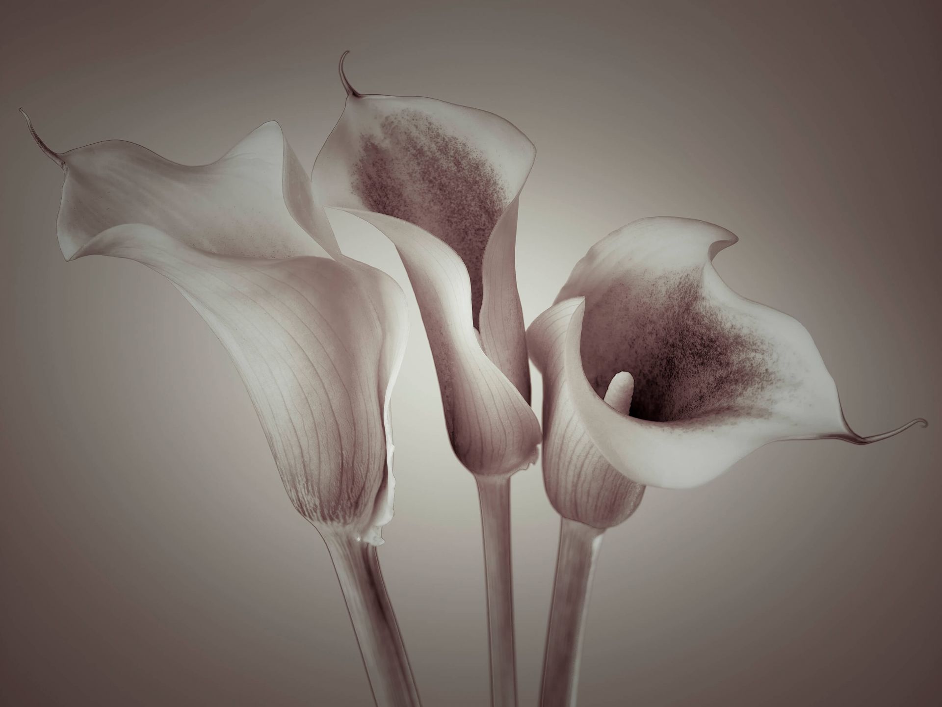 Lis Calla main product photo