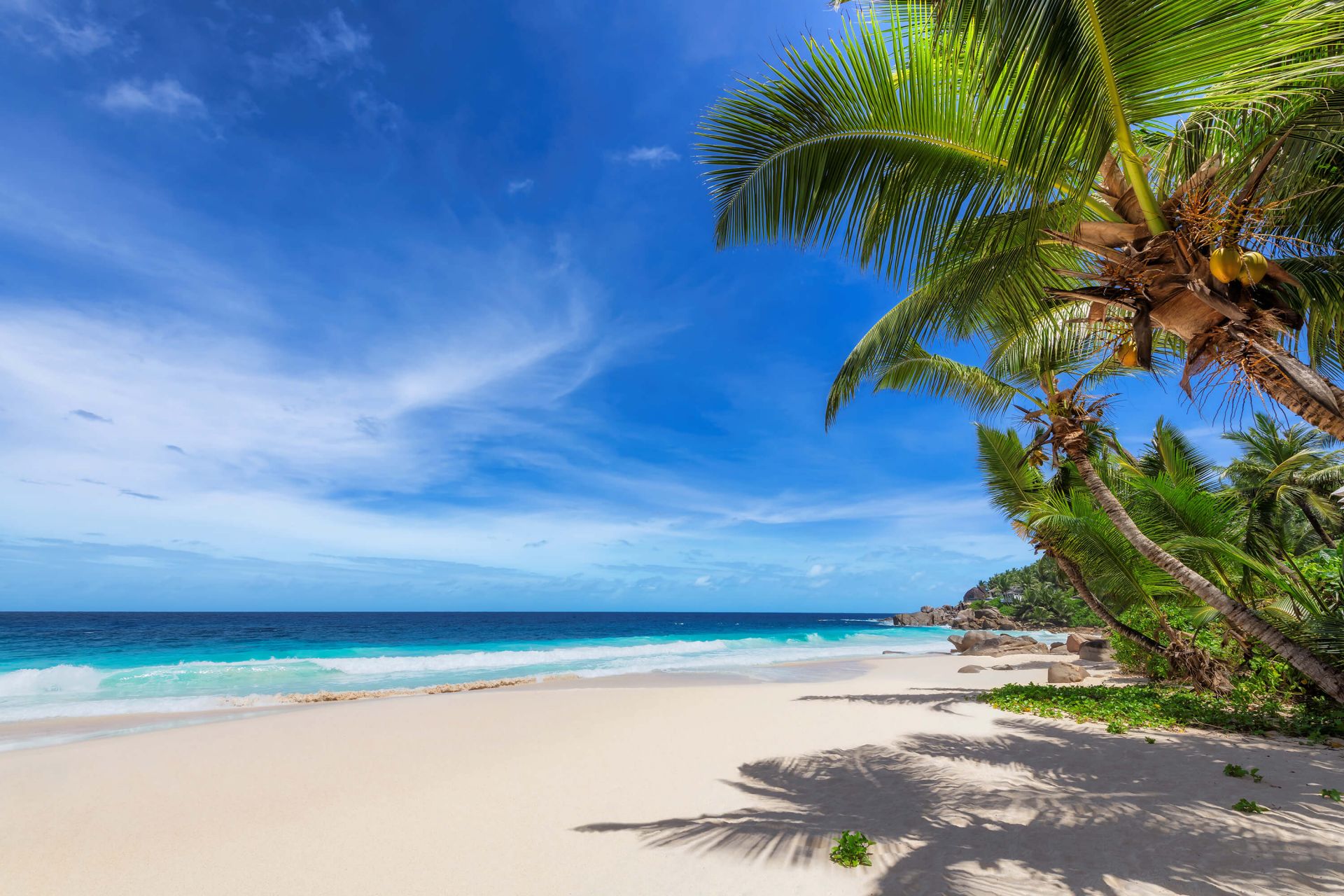 Plage tropicale avec palmier - papier peint