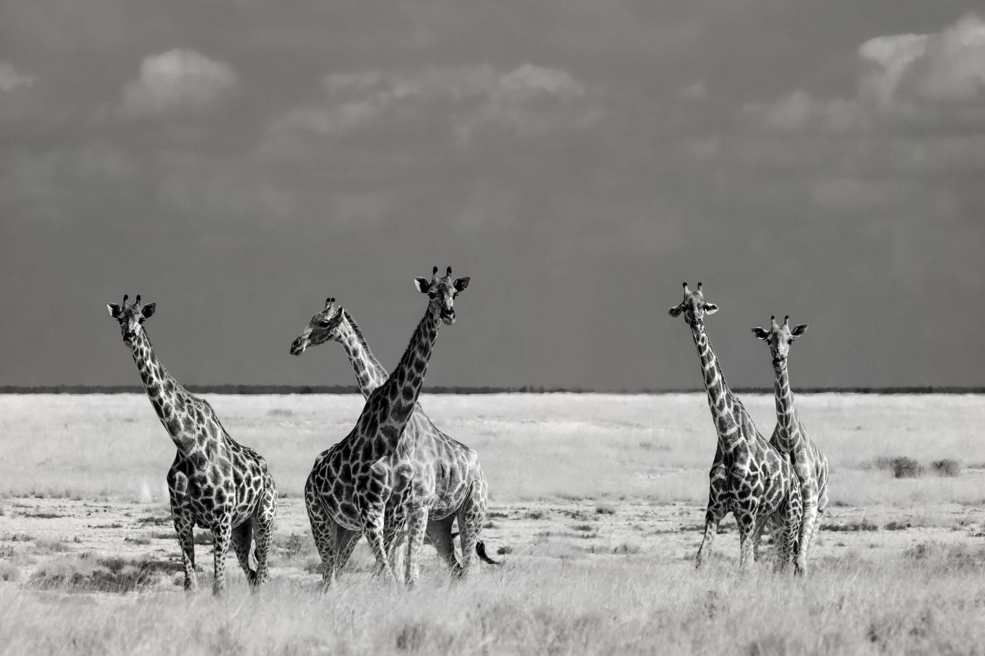 Look Girl Strange Animals Look Girl Strange Animals