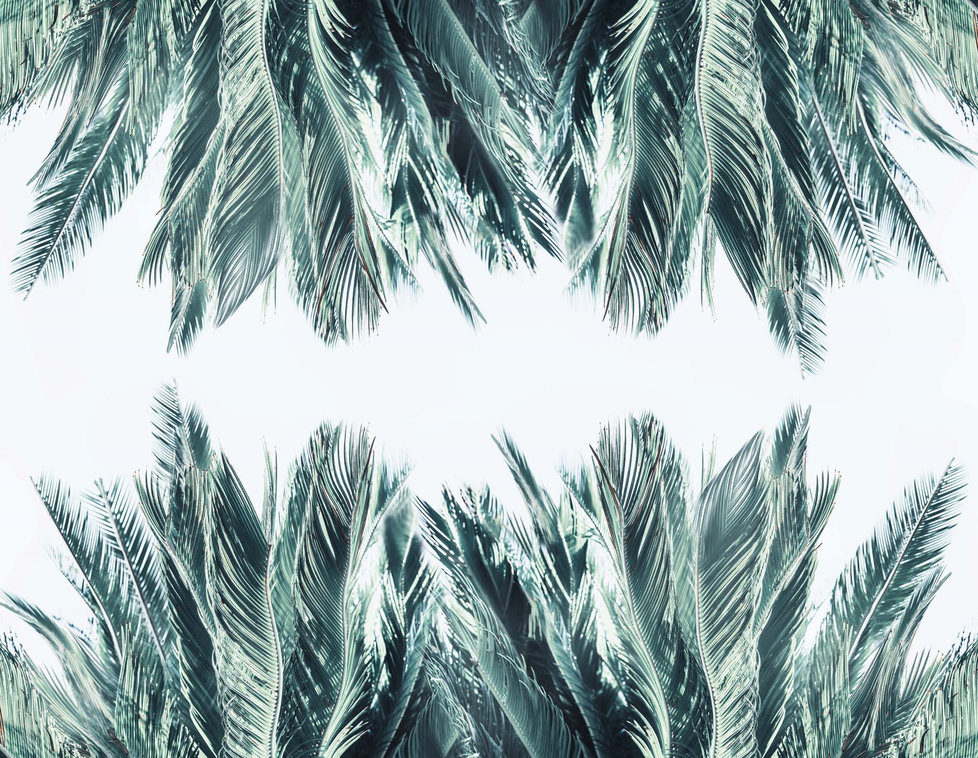 Feuilles de palmier bleu canard sur fond blanc