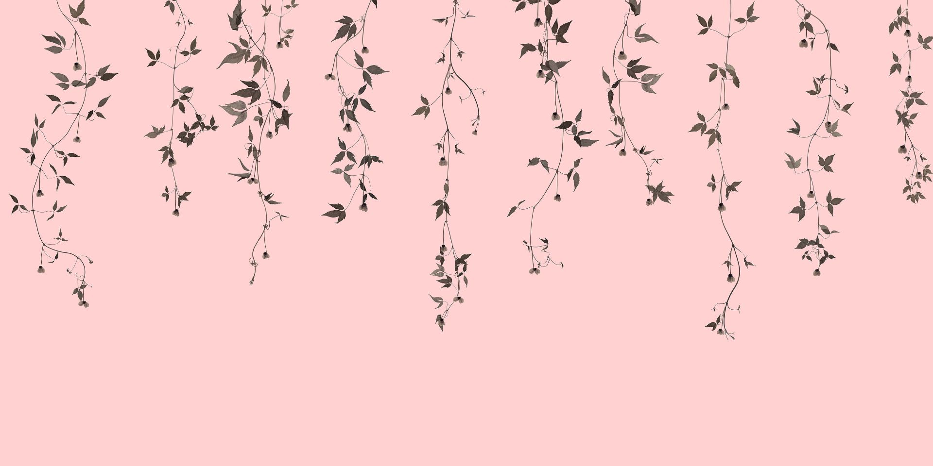 Brins de clématite sur rose