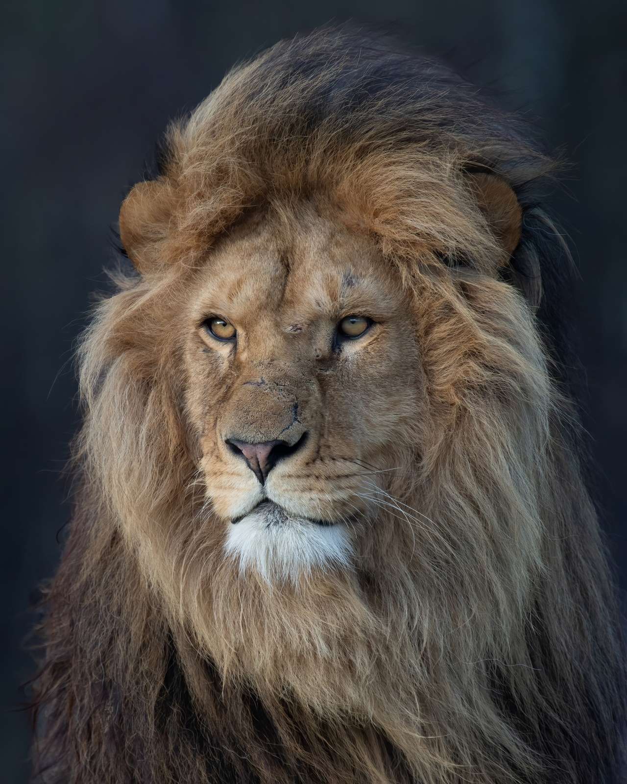 Regard Souverain
