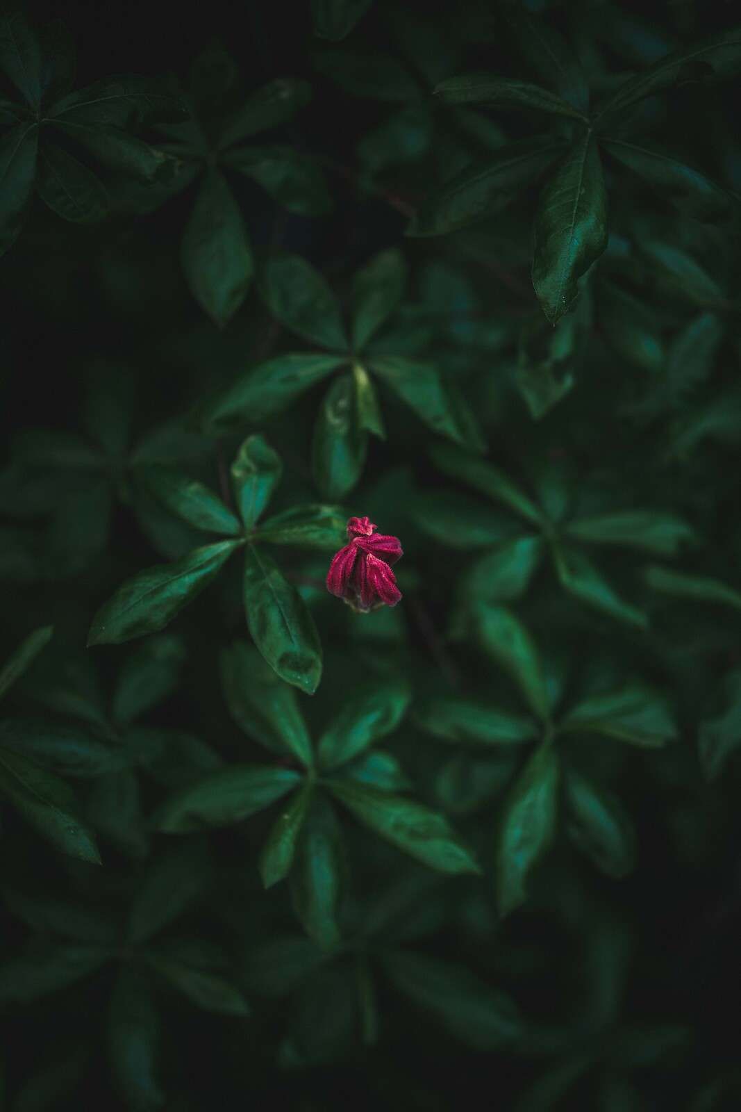 Fleur cachée entre les feuilles