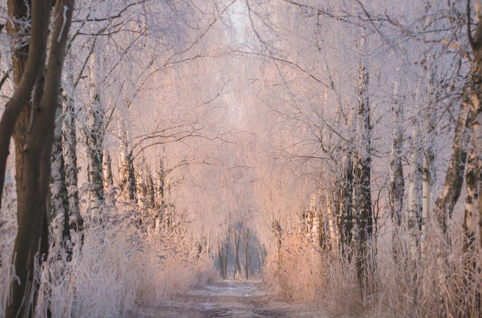 Bomenrij dans la brume d'hiver Bomenrij dans la brume d'hiver