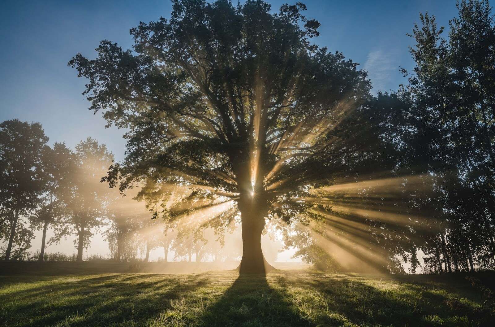 Rayons de soleil à travers le Vieux Chêne