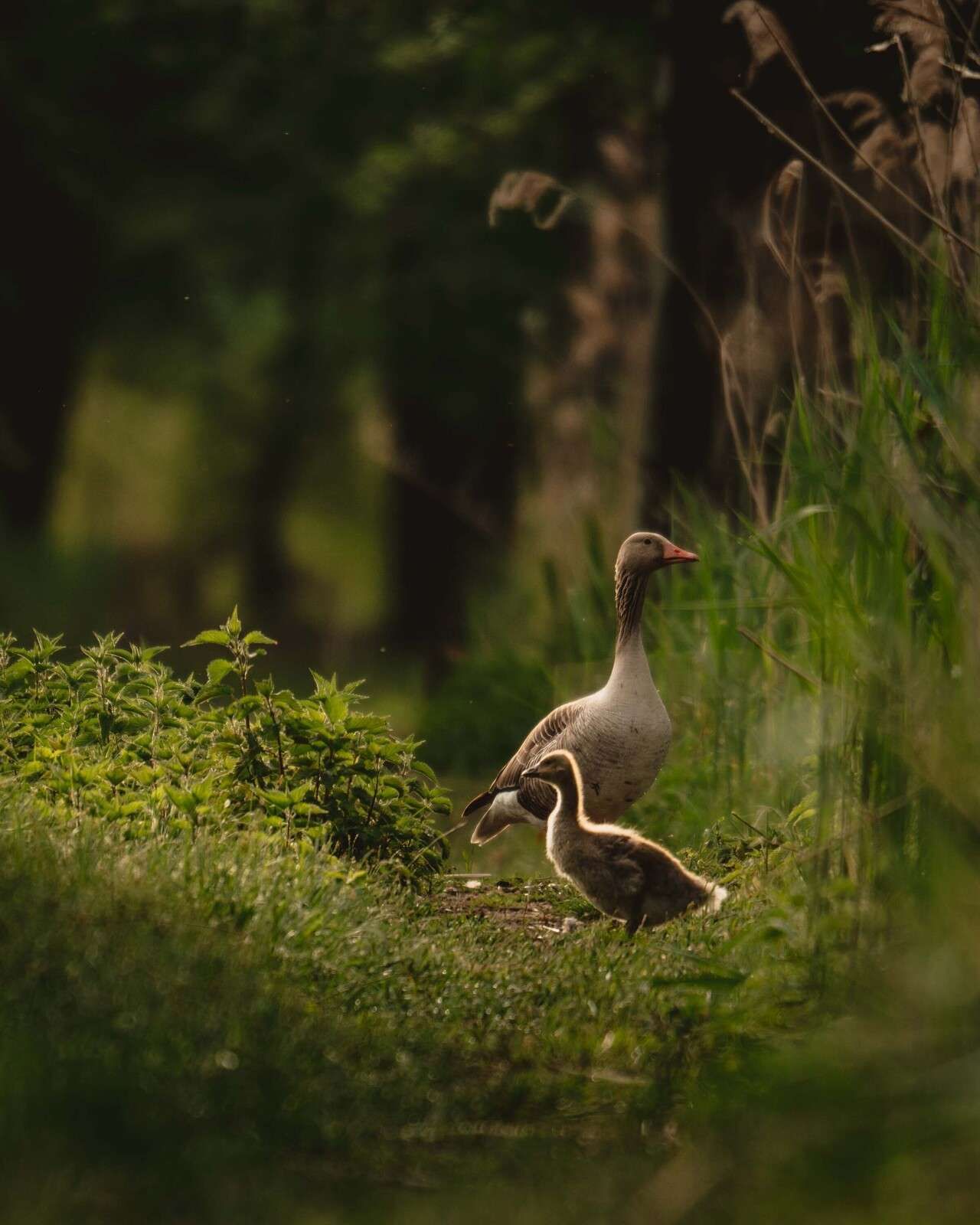Famille d'oies dans la forêt