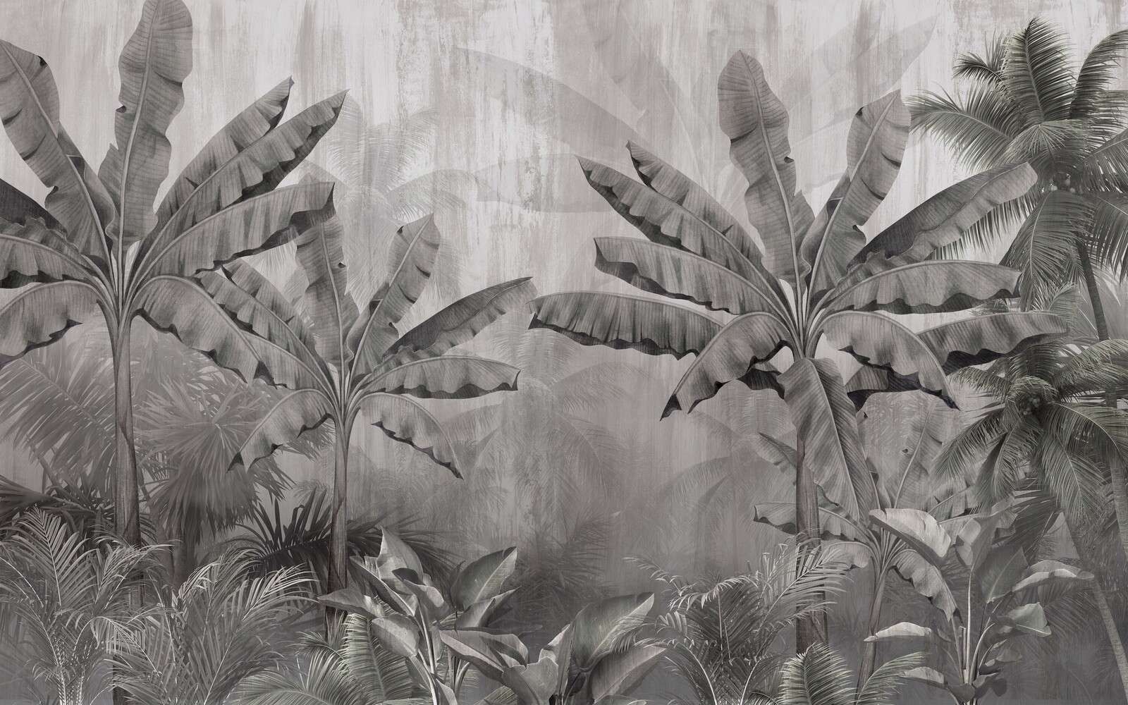Palmiers de brouillard tropicaux Palmiers de brouillard tropicaux