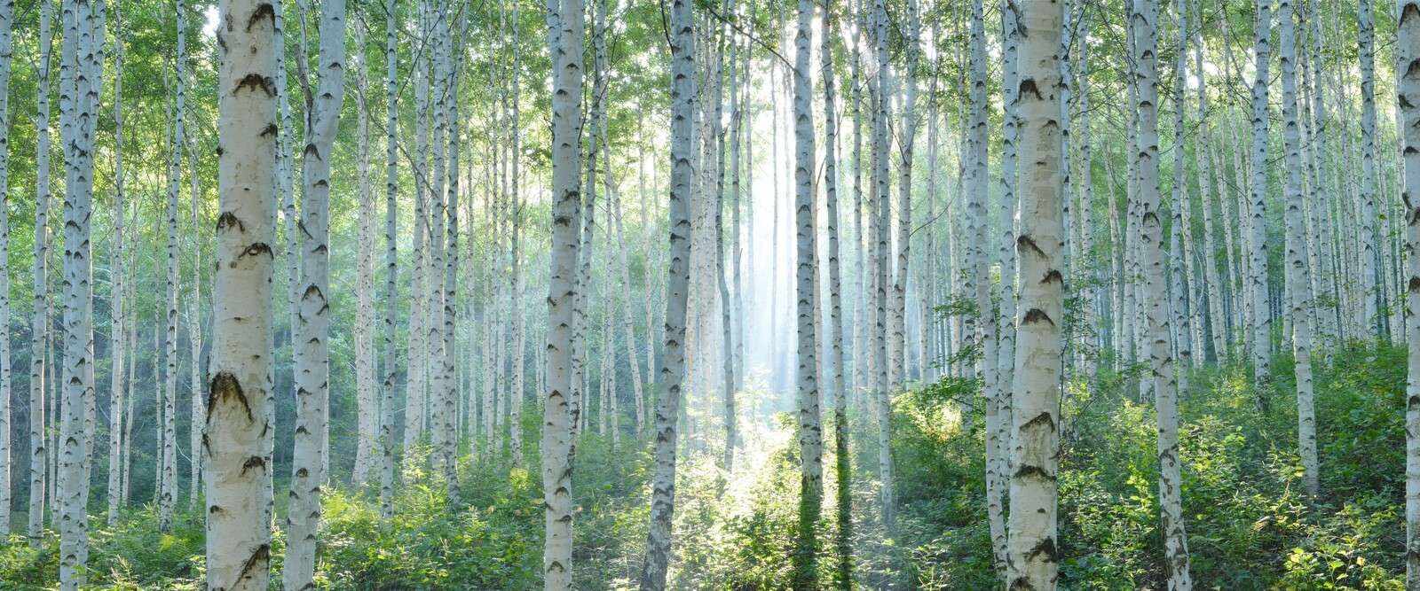 Berkenbos dans la lumière du matin