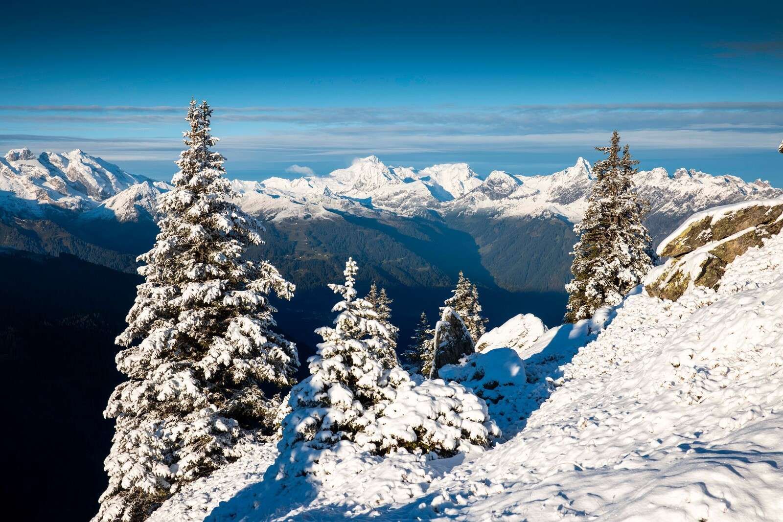 Pins enneigés avec vue sur la montagne