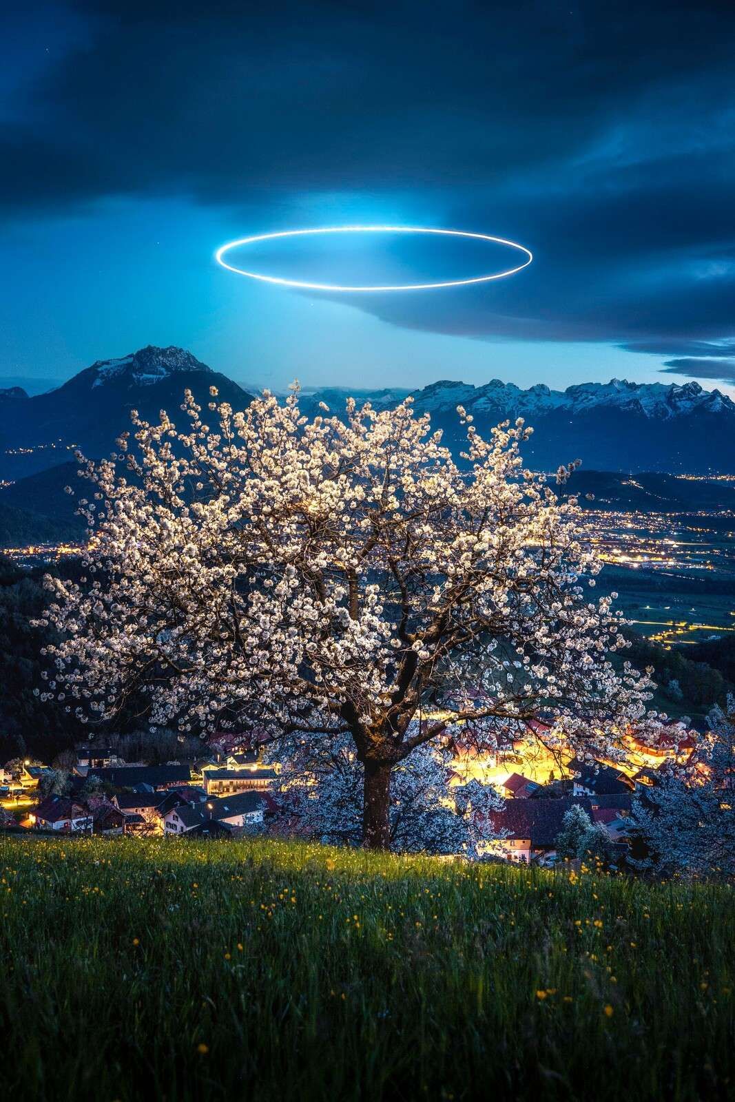 Arbre en fleurs sous la lumière nocturne
