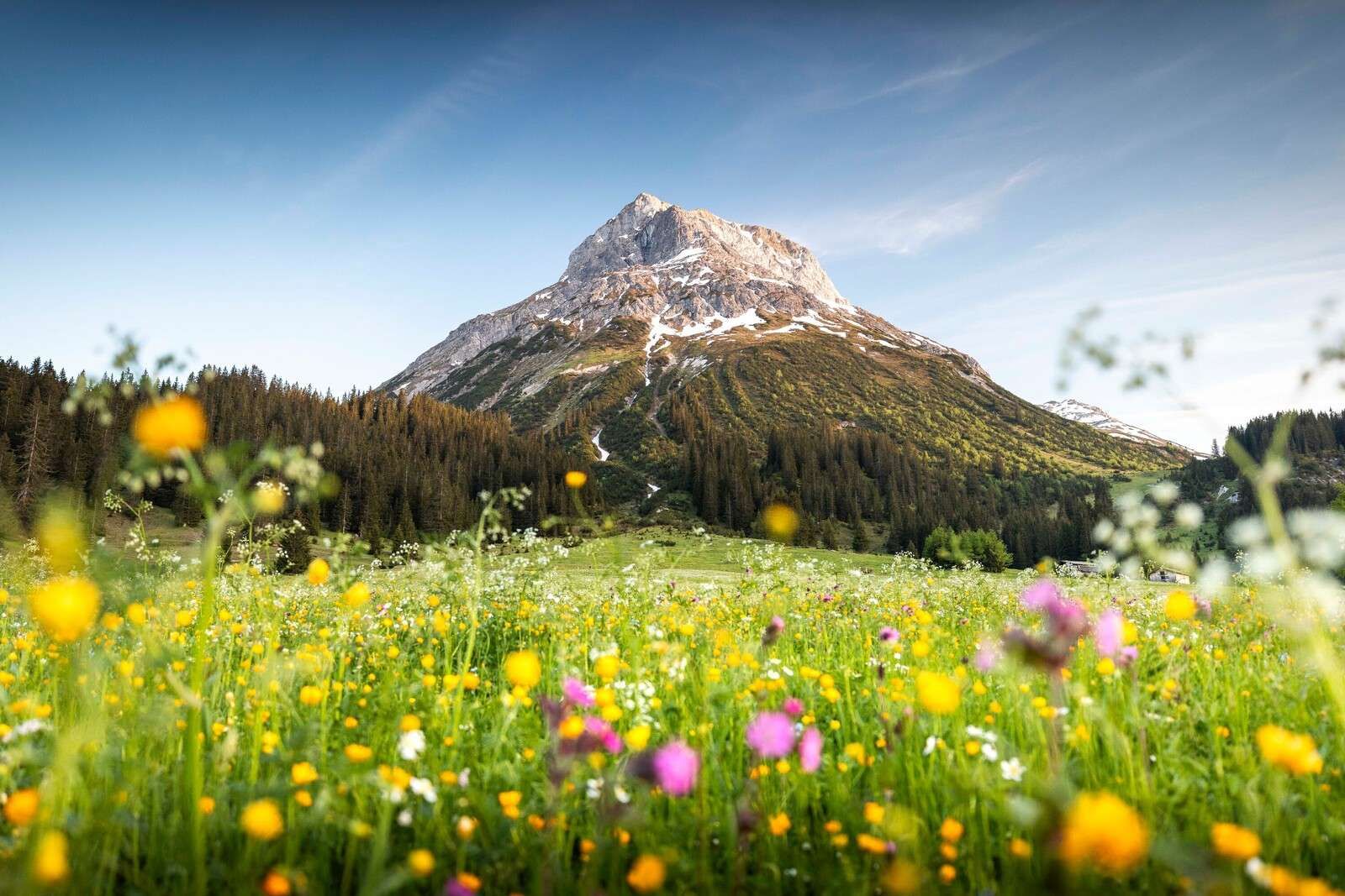 Sommet de la montagne au-dessus de la prairie de fleurs