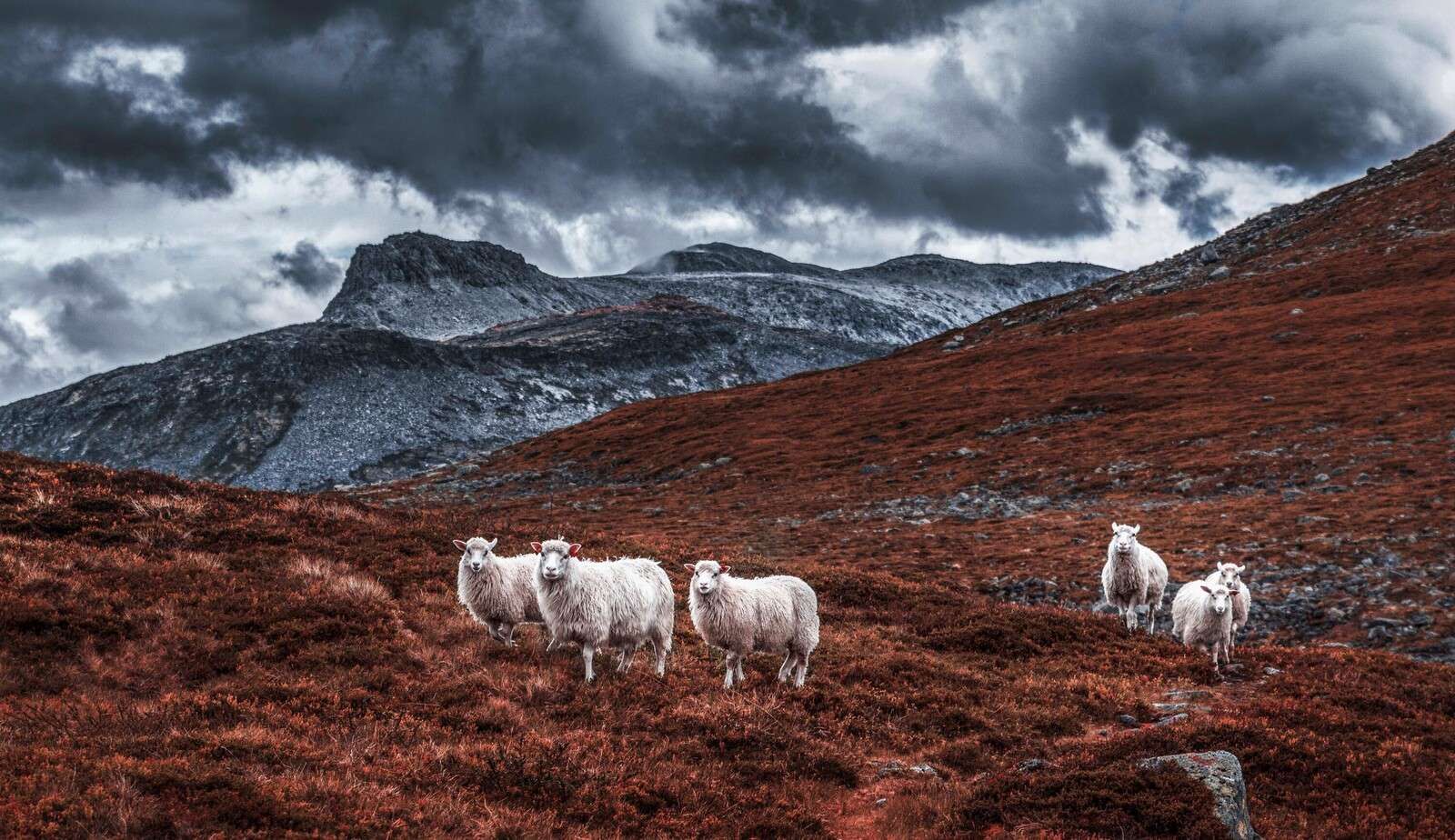 Moutons dans des montagnes rousses