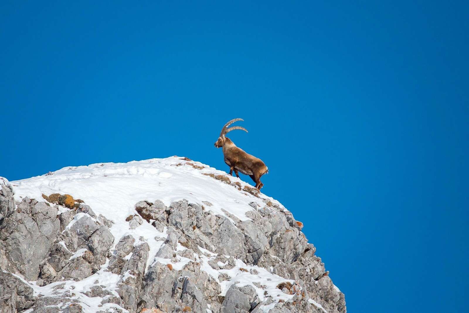 Steenbok sur un pic rocheux enneigé