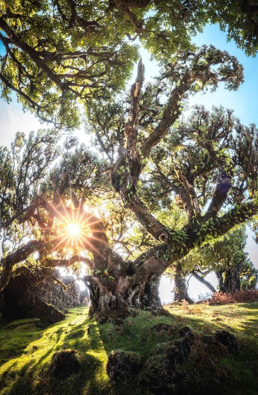 Lumière du soleil à travers les cimes d'arbres anciens