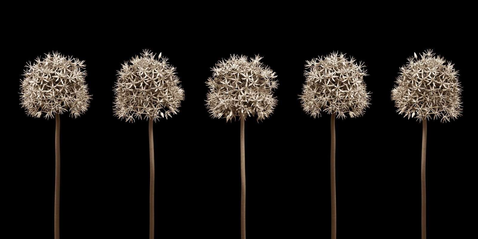 Groupe de fleurs d’allium en rangée, gros plan