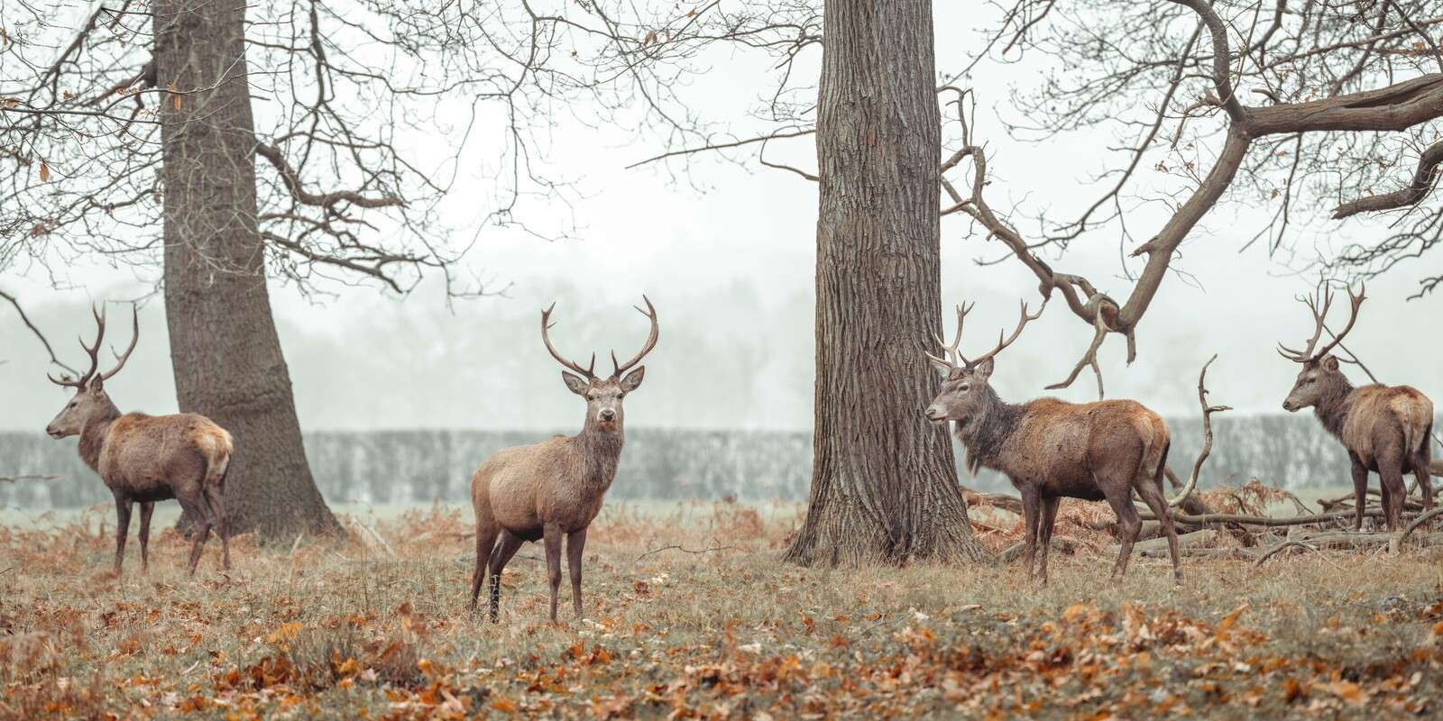 Des cerfs dans la forêt