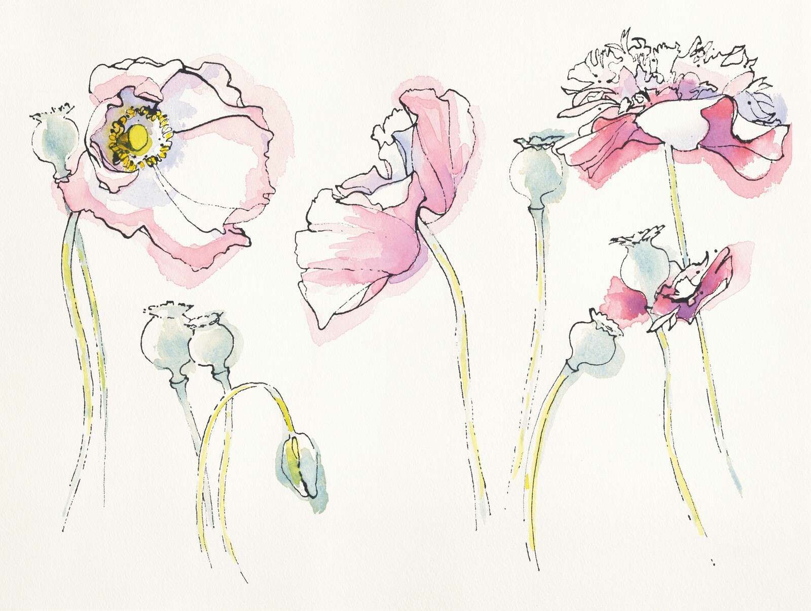 Pavots estivaux dans un jeu de lignes roses