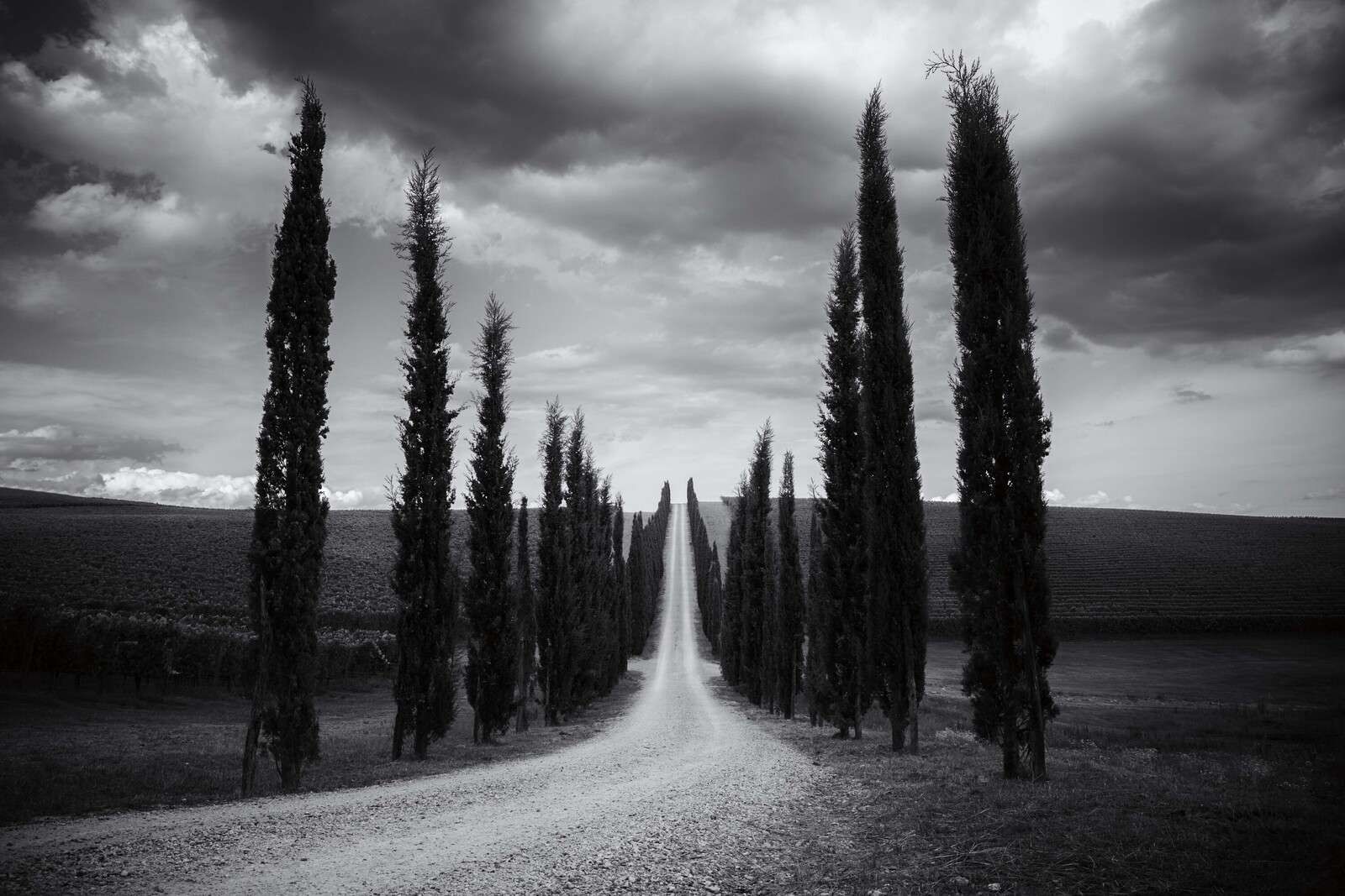 Avenue des Cyprès dans le Silence Toscan