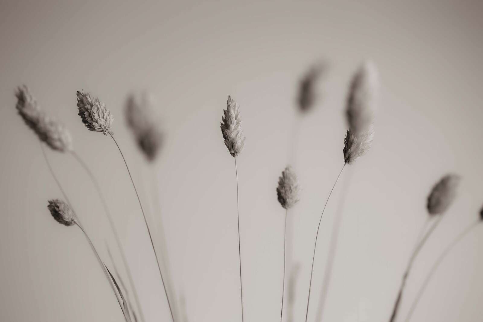 Herbe séchée en sépia doux
